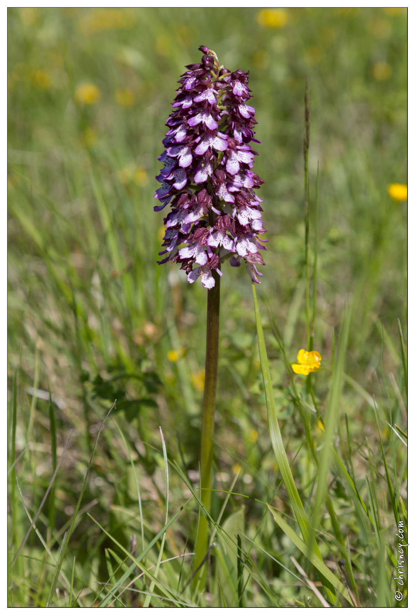 20170515-11_0030-Orchis_Pourpre.jpg