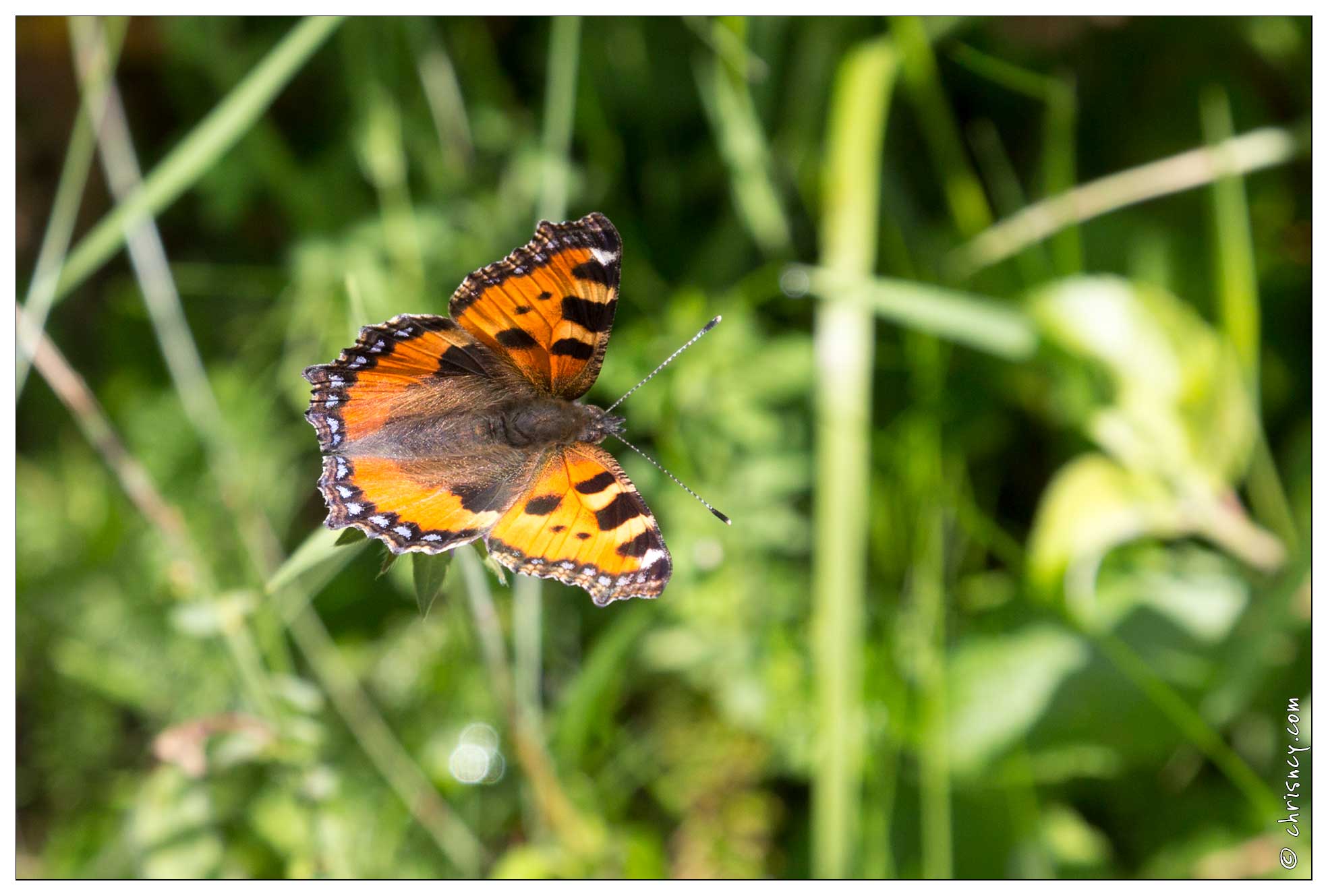 20170615-19_1563-La_Bresse_papillon_la_petite_tortue.jpg