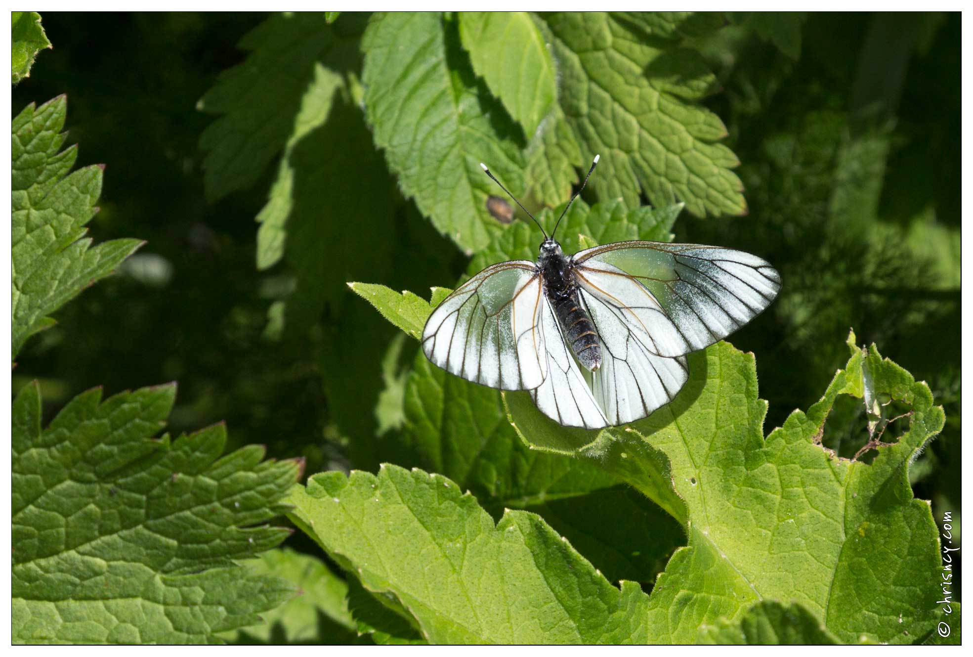 20170615-17_1552-La_Bresse_Papillon_Gaze_Pieride_de_l'aubepine.jpg