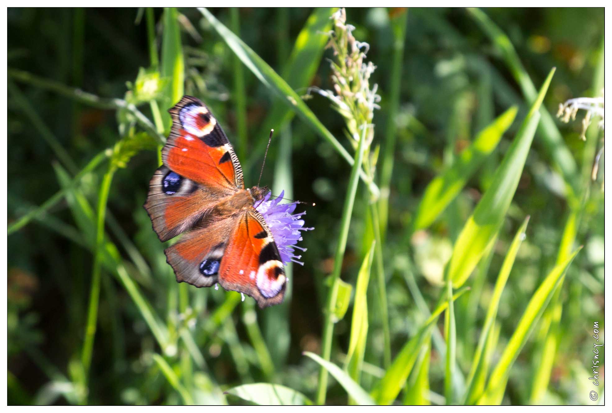 20170615-18_1554-La_Bresse_Papillon_Paon_du_jour.jpg