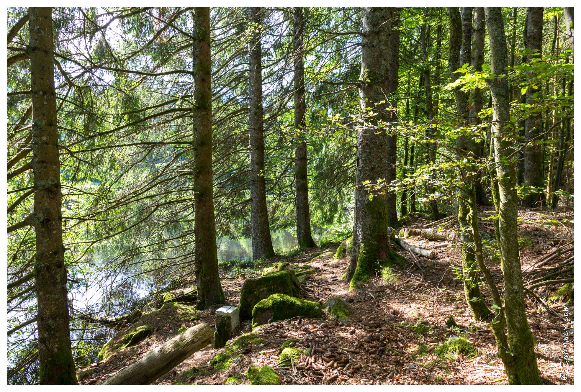 20170616-11_1683-La_Bresse_Etang_de_Xauxonfaing.jpg