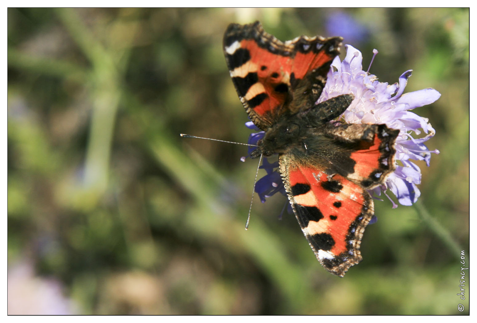 20070826-45_2269-Papillon_la_petite_tortue_w.jpg