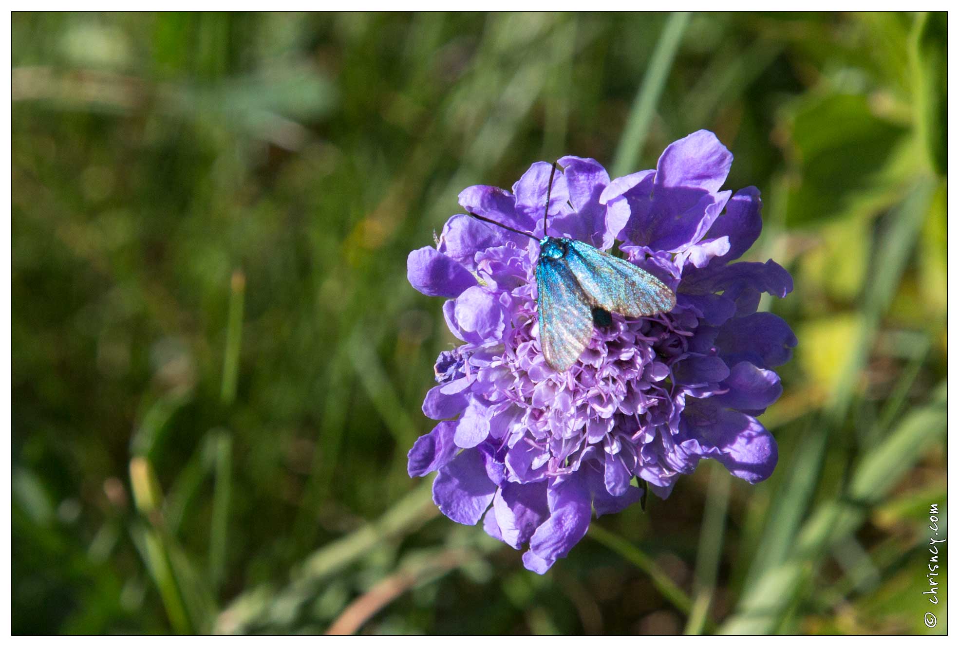 20170625-23_1946-papillon_zygene_turquoise_sur_scabieuse.jpg