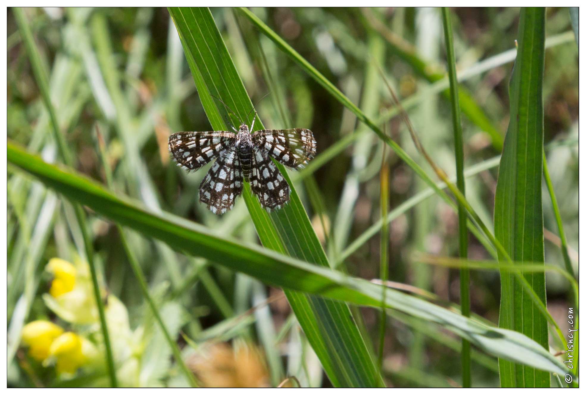 20170625-22_1937-Papillon_Geometre_a_barreaux_Chiasmia clathrata.jpg