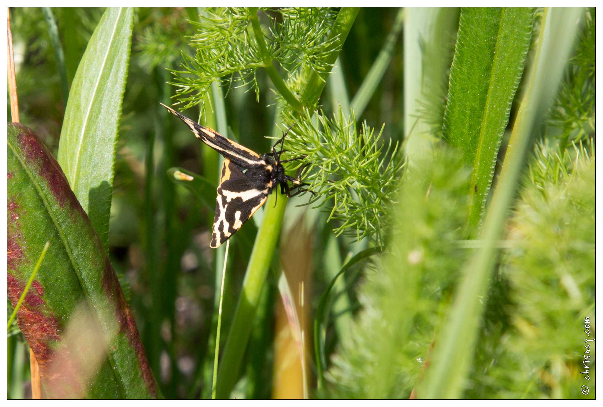 20170627-02_2378-papillon_ecaille_martre_a_confirmer.jpg