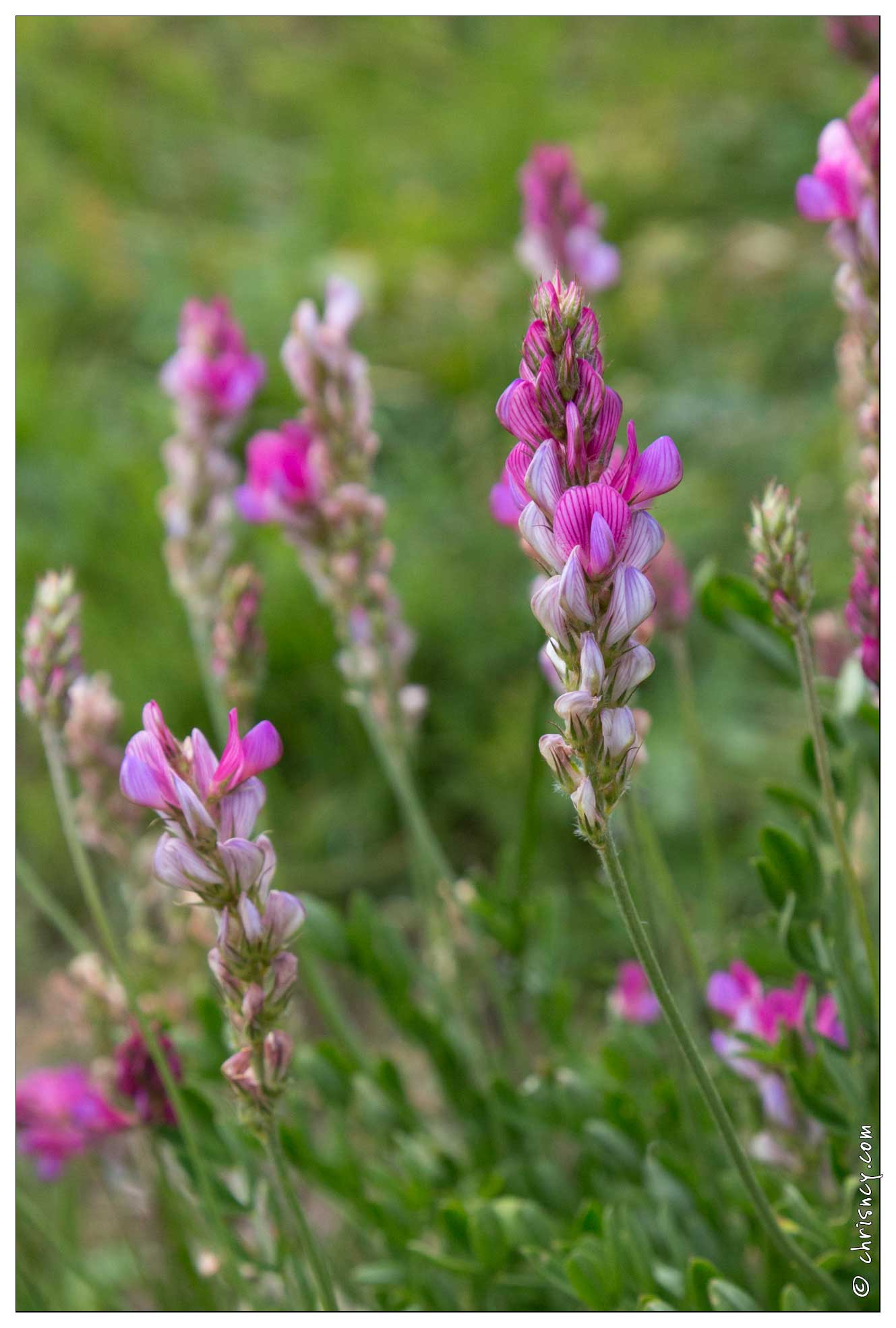 20170630-21_2832-sainfoin.jpg