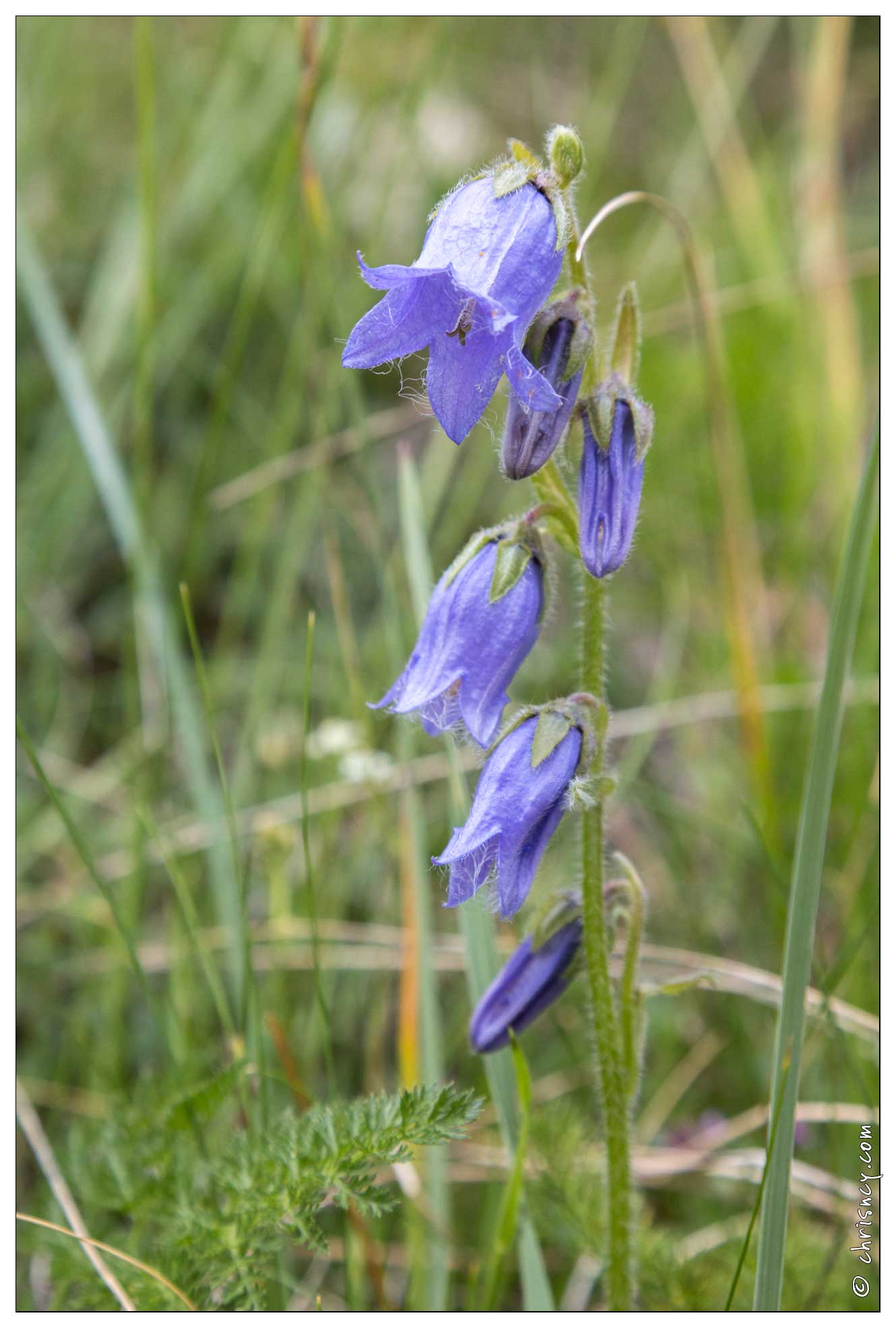 20170630-27_2804-campanule_barbue.jpg