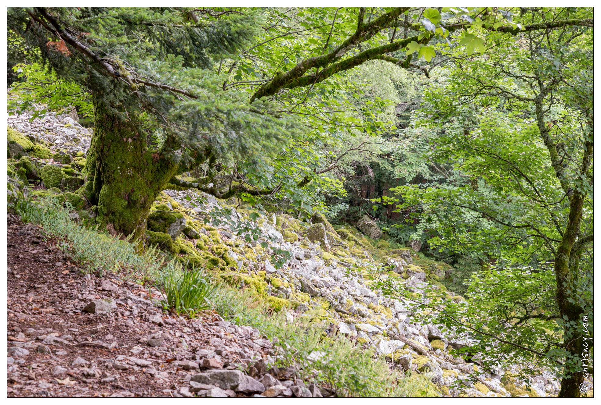 20170711-10 3109-Tourbiere de machais arbre et pierrier - 20170711-10_3109-Tourbiere_de_machais_arbre_et_pierrier.jpg 20170711-10_3109-Tourbiere_de_machais_arbre_et_pierrier.jpg