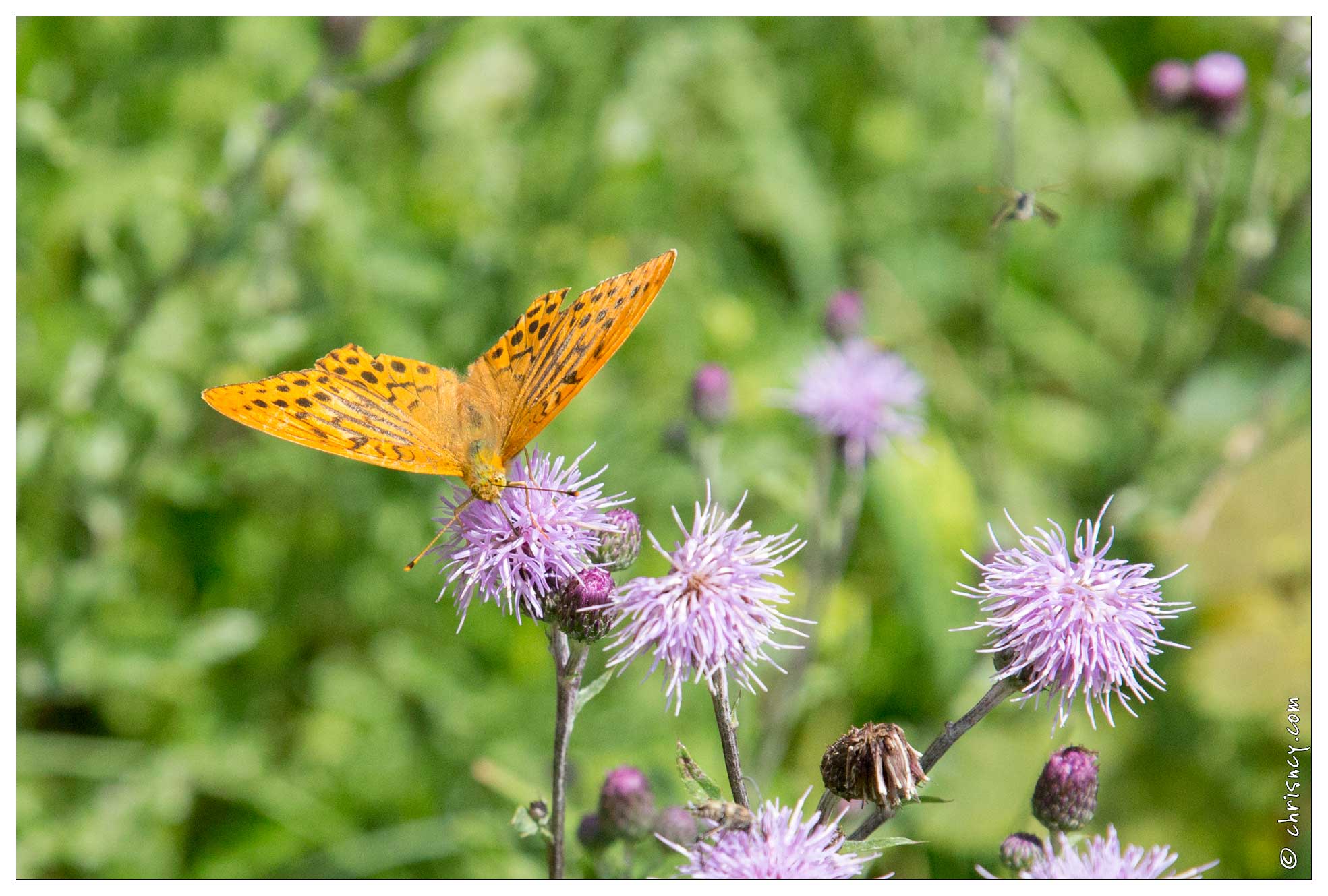 20170713-06_3156-Papillon_Tabac_d_espagne.jpg