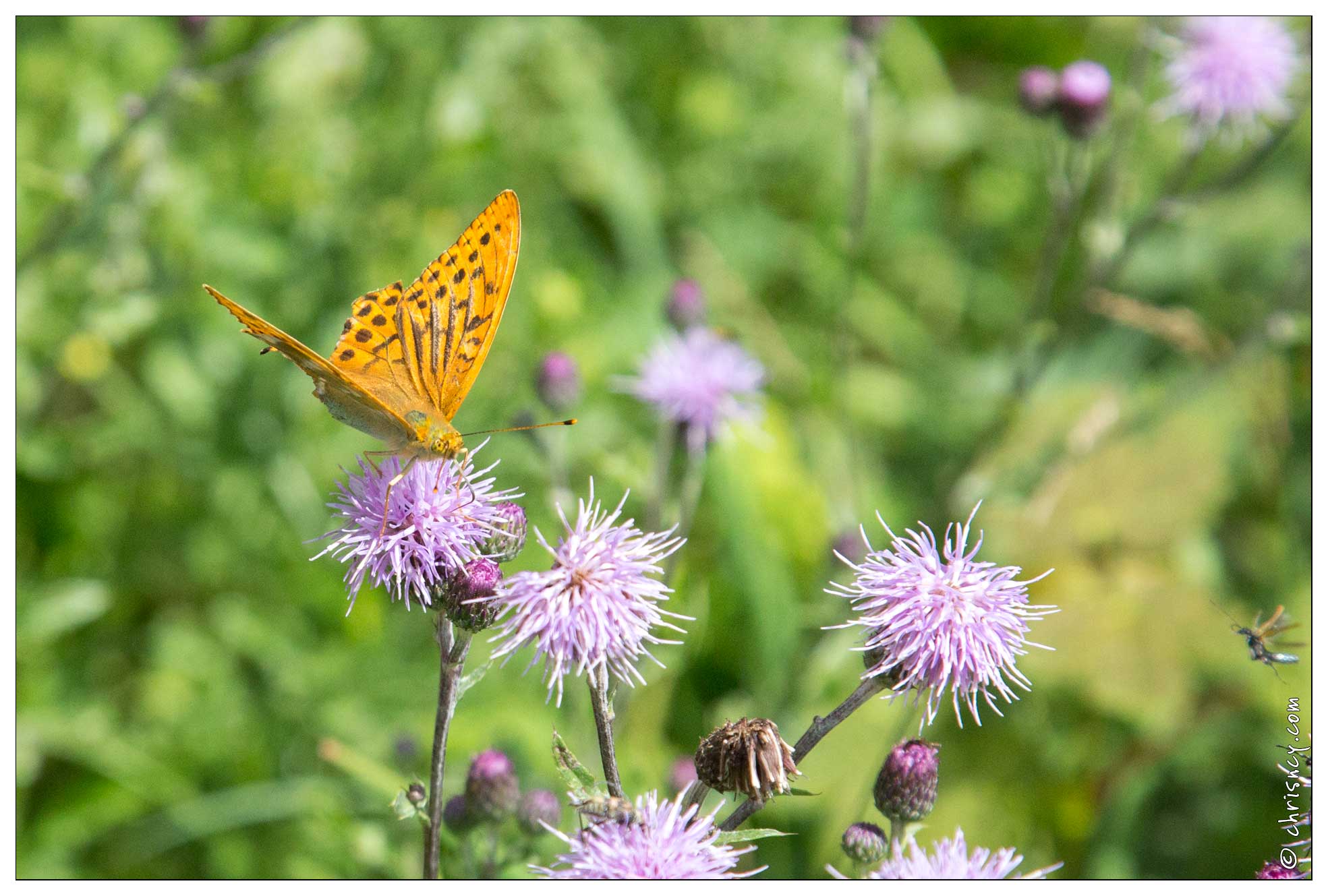 20170713-07_3157-Papillon_Tabac_d_espagne.jpg