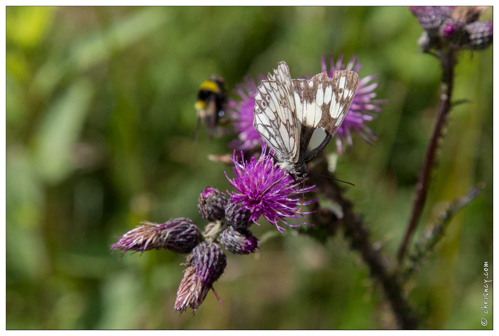 20170713-08_3186-Papillon_Demi_Deuil.jpg