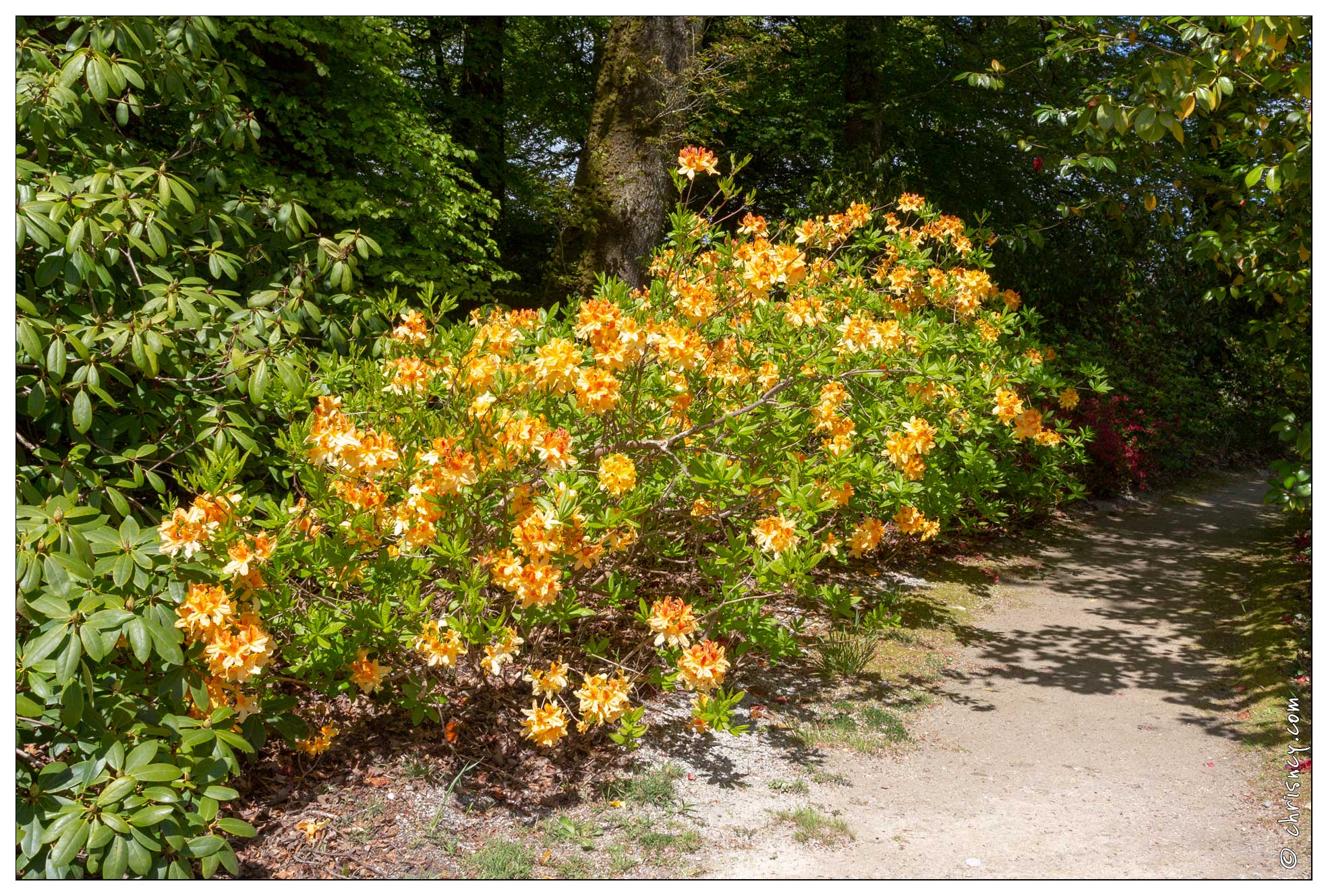 20180504-6912-Rhododendron.jpg