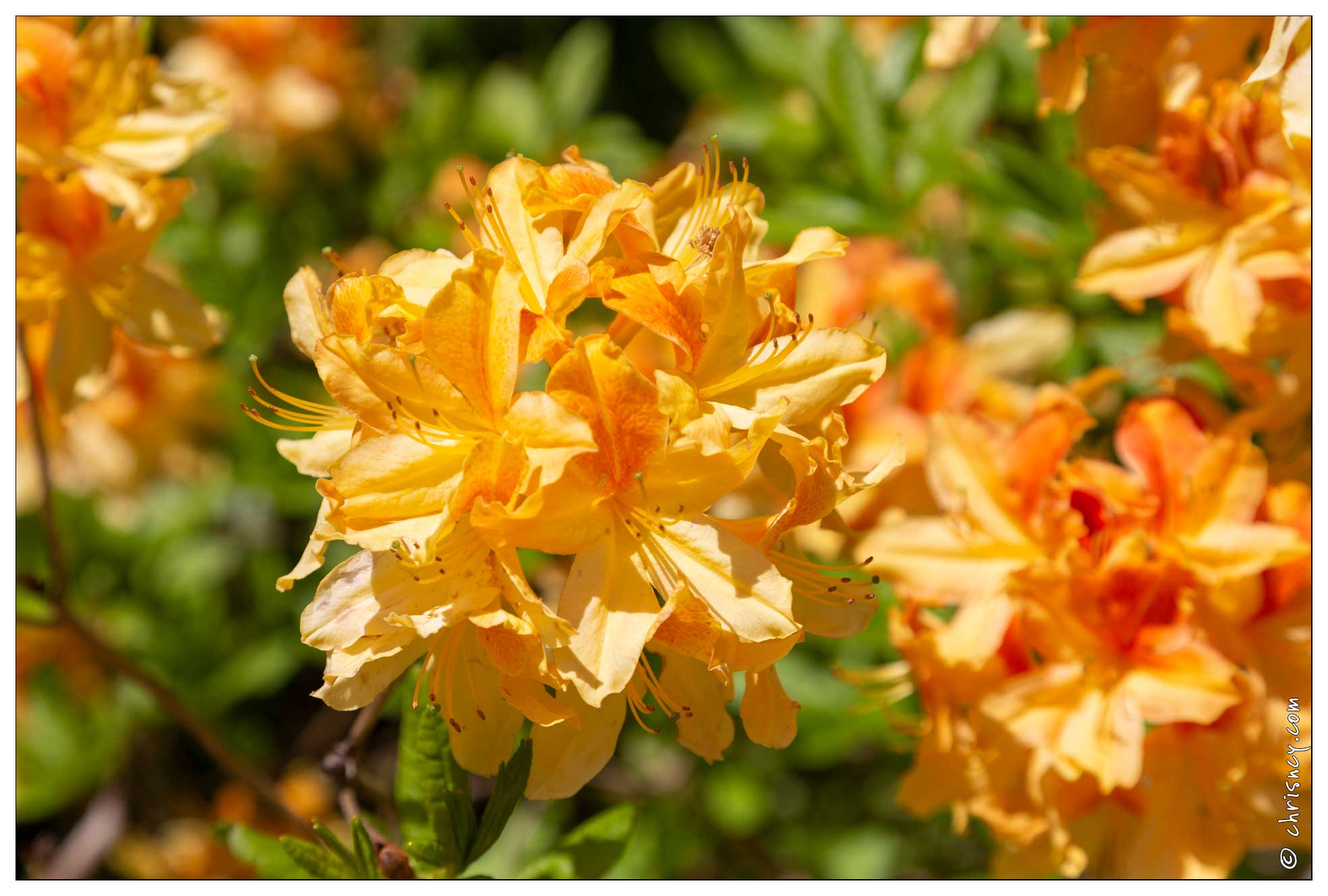 20180504-6914-Rhododendron.jpg