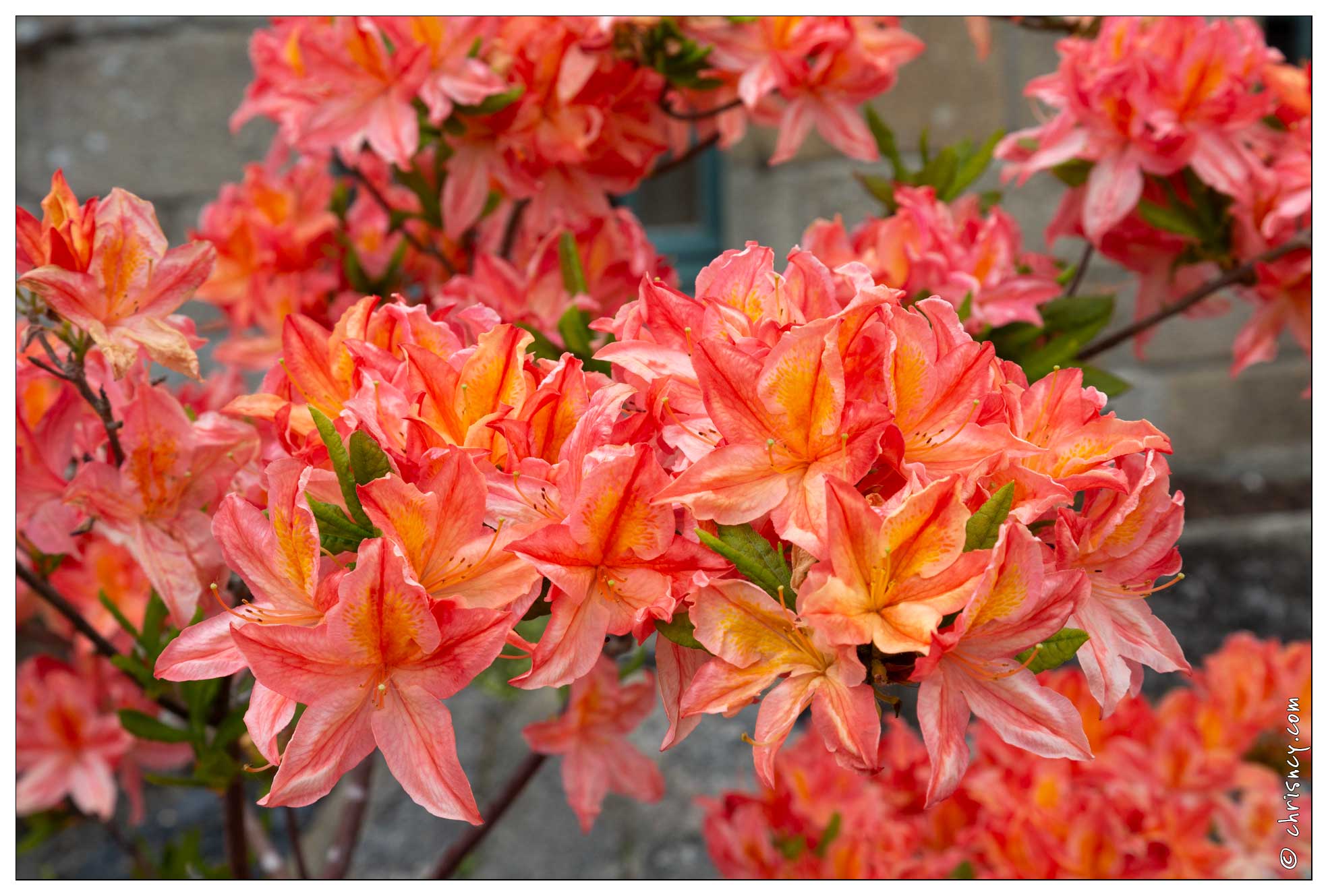 20180509-088_7647-Rhododendron.jpg