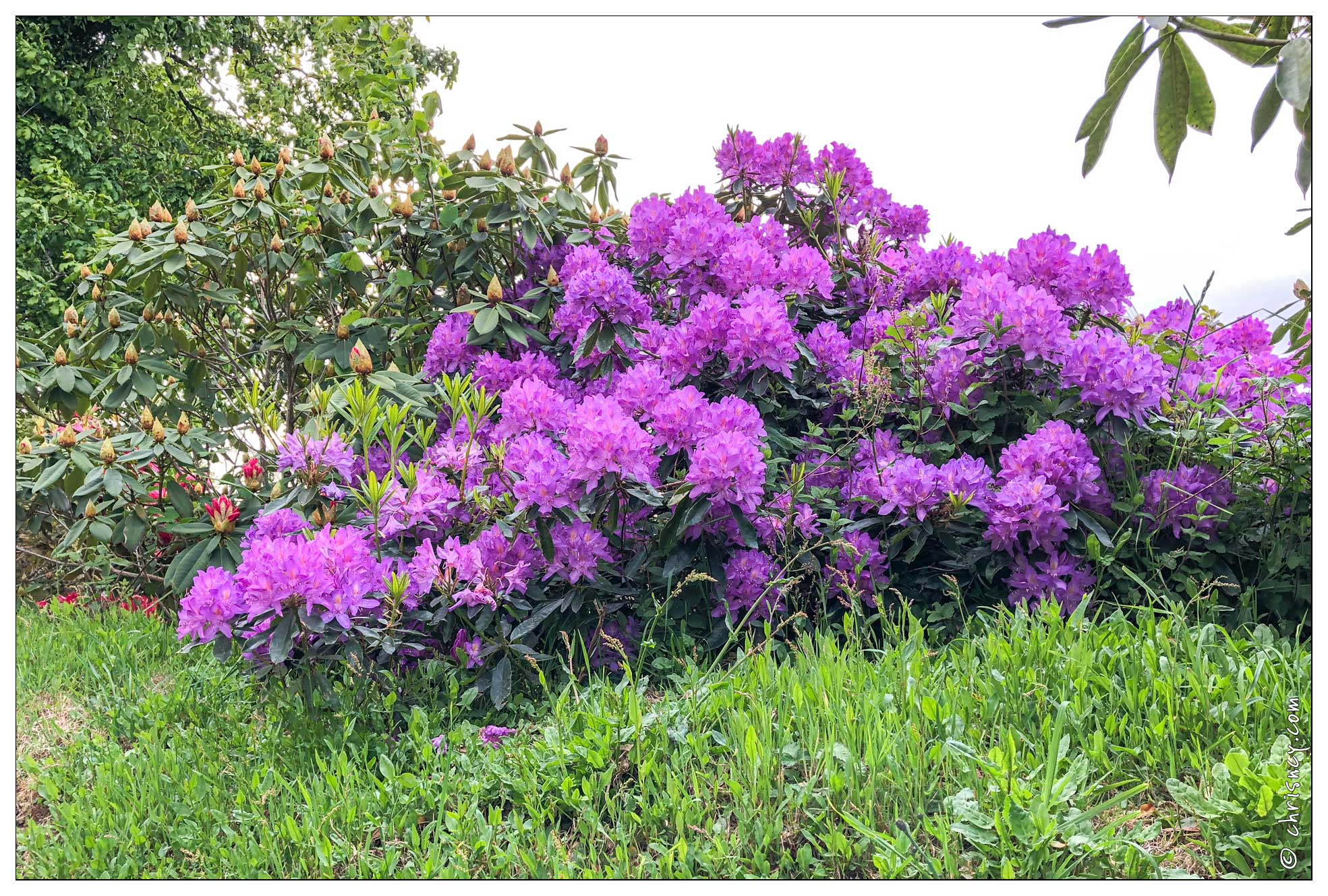 20180516-002_1892-Rhododendron.jpg