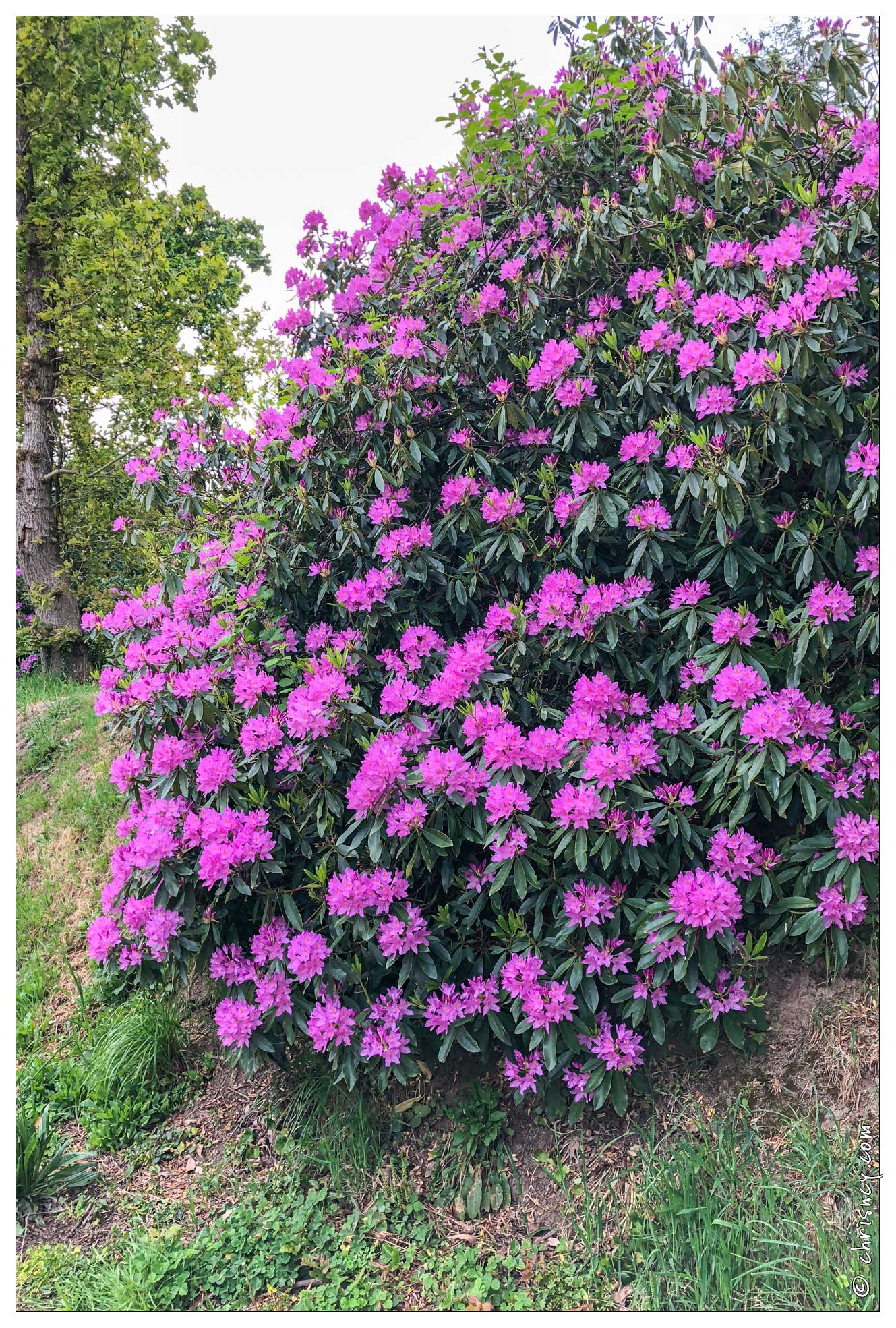 20180516-003_1894-Rhododendron.jpg