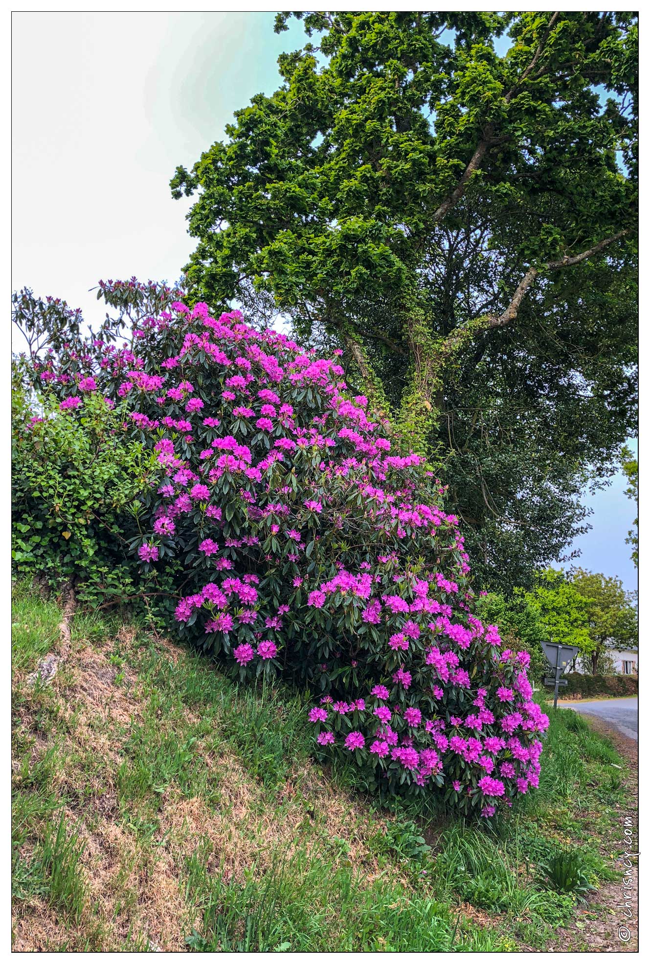 20180516-004_1896-Rhododendron.jpg