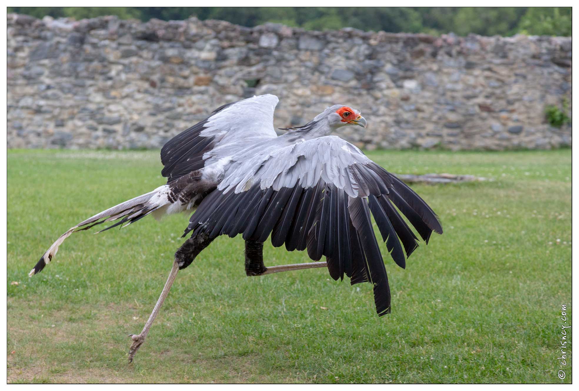 20180629-049_1630-Serpentaire_Beaucens_Donjon_des_aigles.jpg