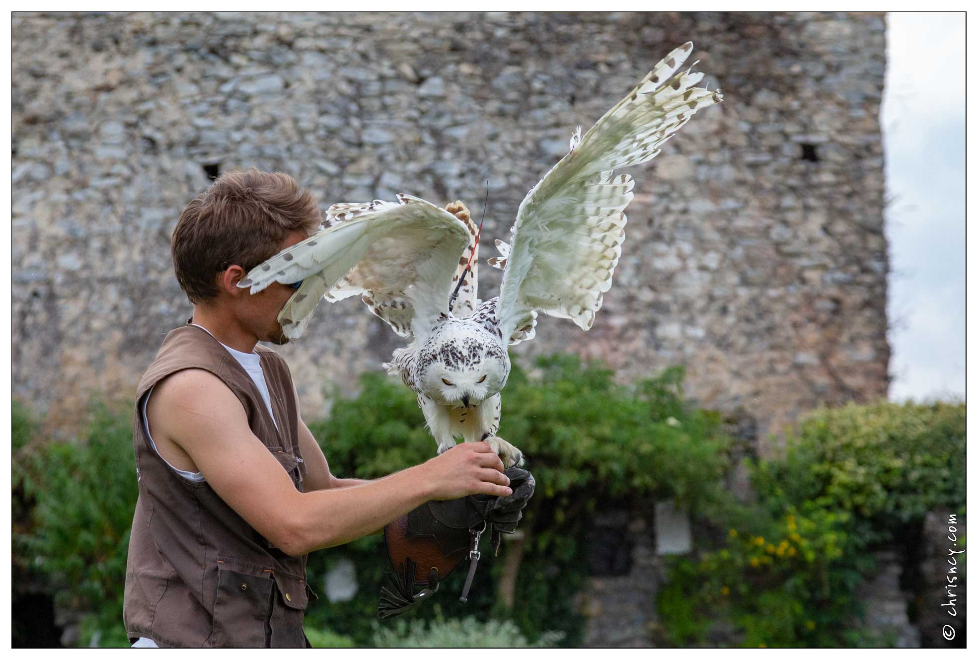 20180629-054_1661-Chouette_Harfang_Beaucens_Donjon_des_aigles.jpg