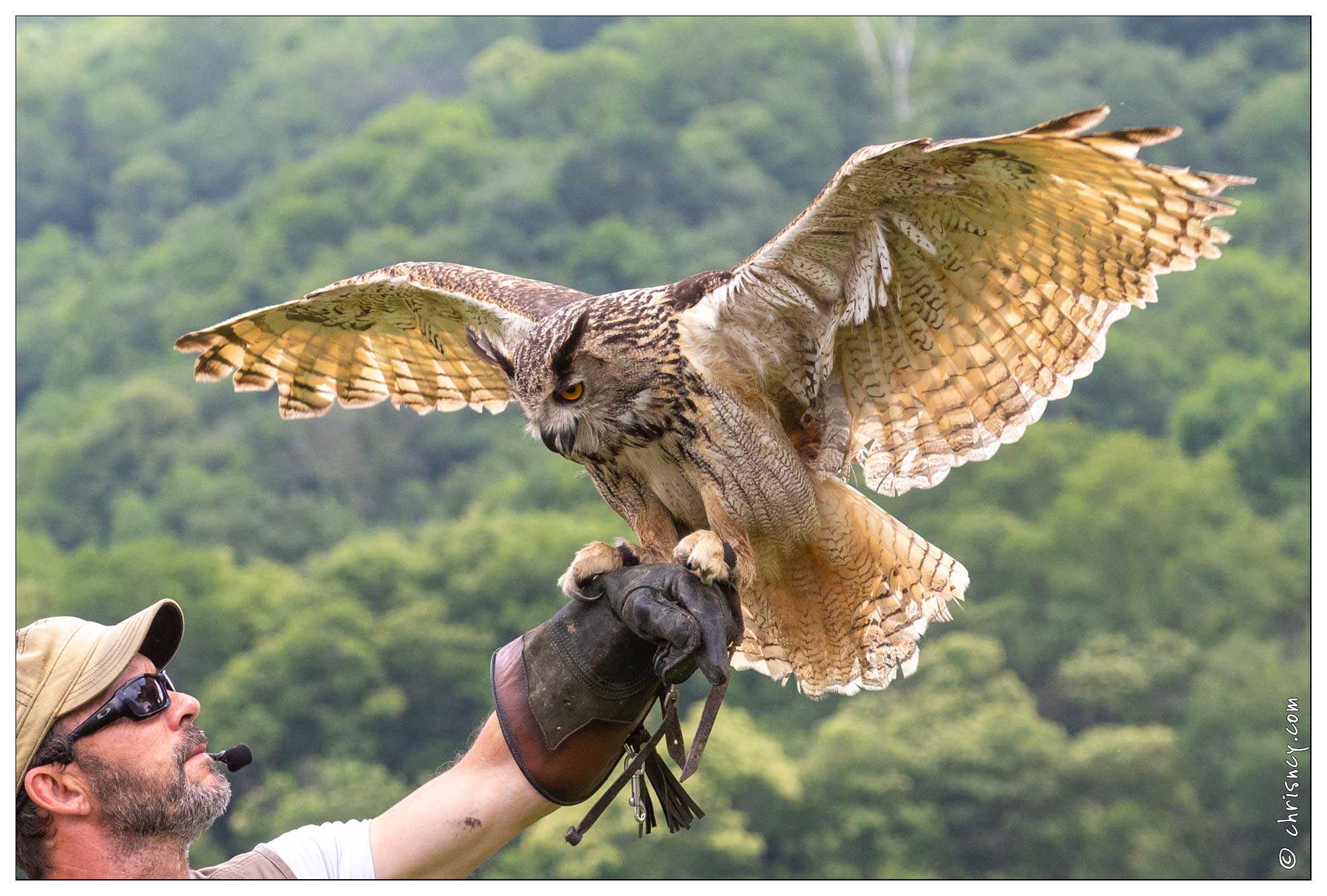 20180629-057_1667-Hibou_Grand_Duc_Beaucens_Donjon_des_aigles.jpg