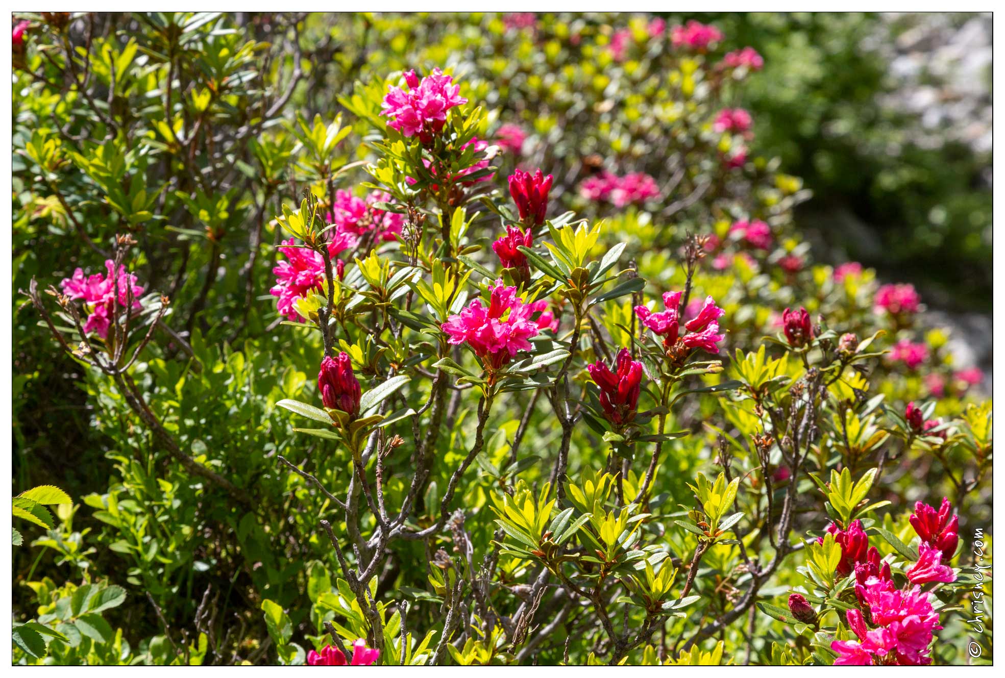 20180618-0264-Rhododendrons_route_de_Troumouse.jpg