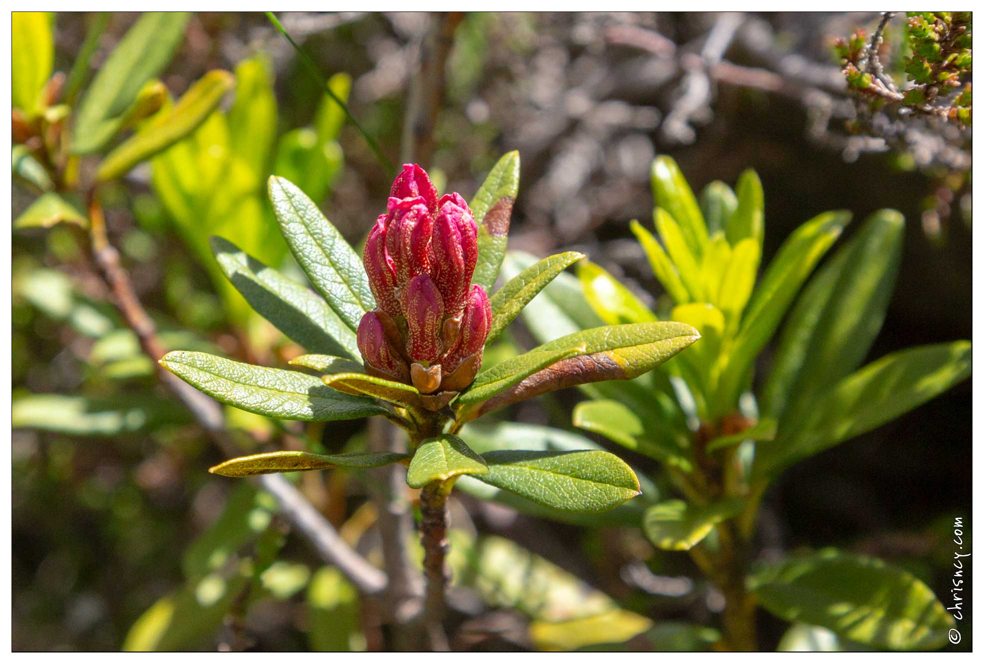 20180618-0269-Rhododendrons_route_de_Troumouse.jpg