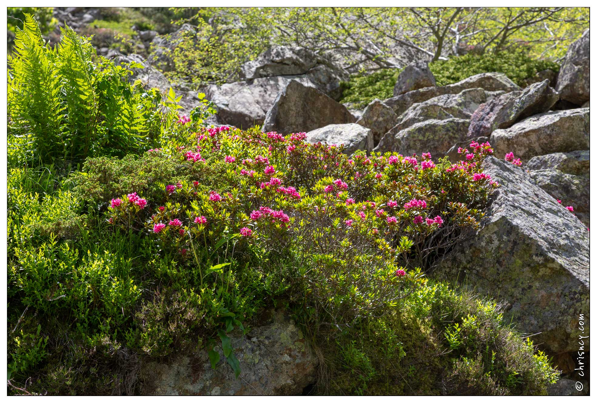 20180618-0270-Rhododendrons_route_de_Troumouse.jpg