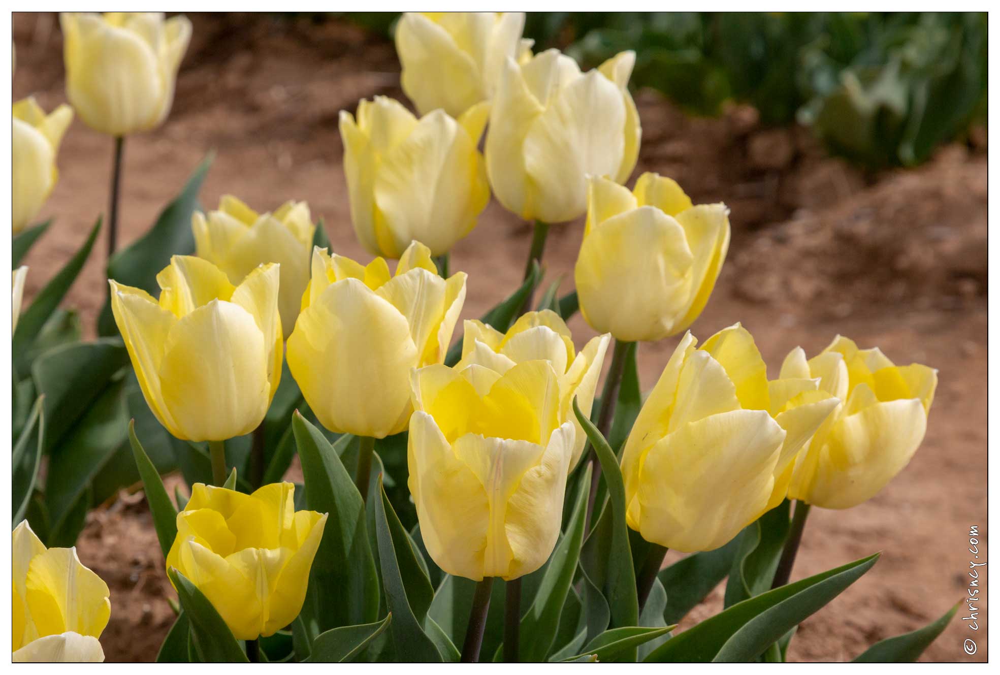 20190401-4908-La Brillanne Tulipes - 20190401-4908-La_Brillanne_Tulipes.jpg 20190401-4908-La_Brillanne_Tulipes.jpg
