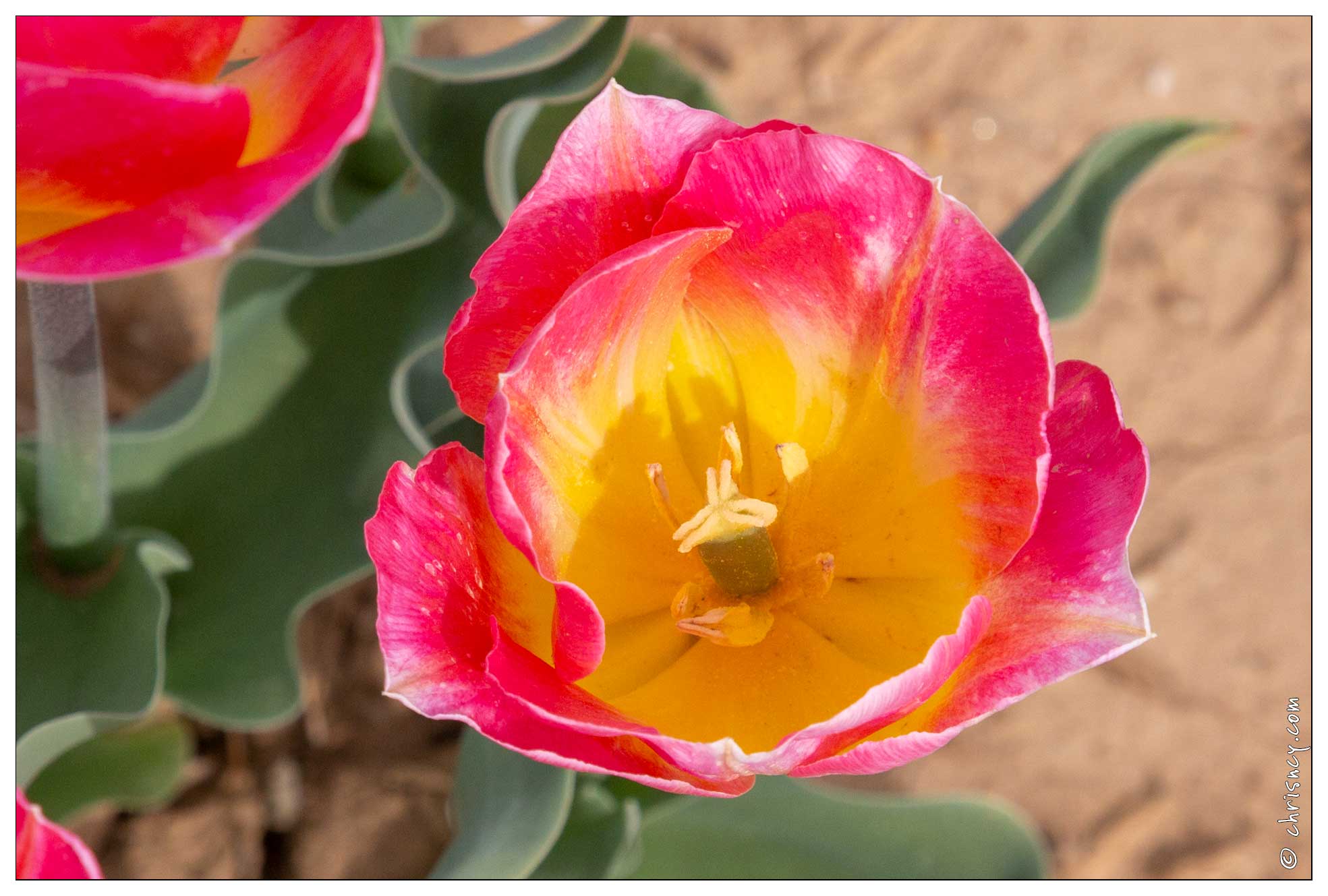 20190401-4913-La_Brillanne_Tulipes.jpg