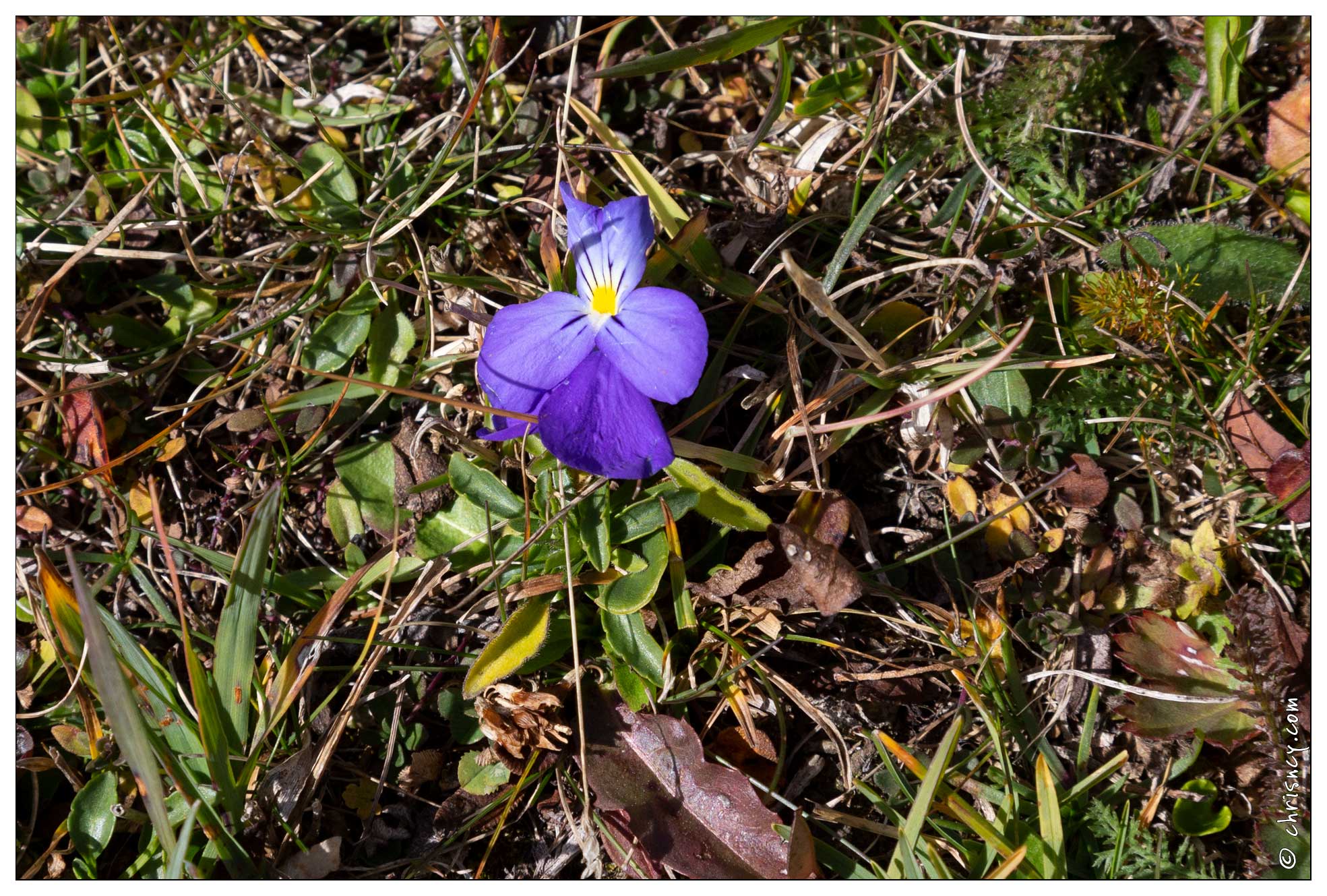 20190928-021_0061-Vallee_de_La_Claree_Viola.jpg