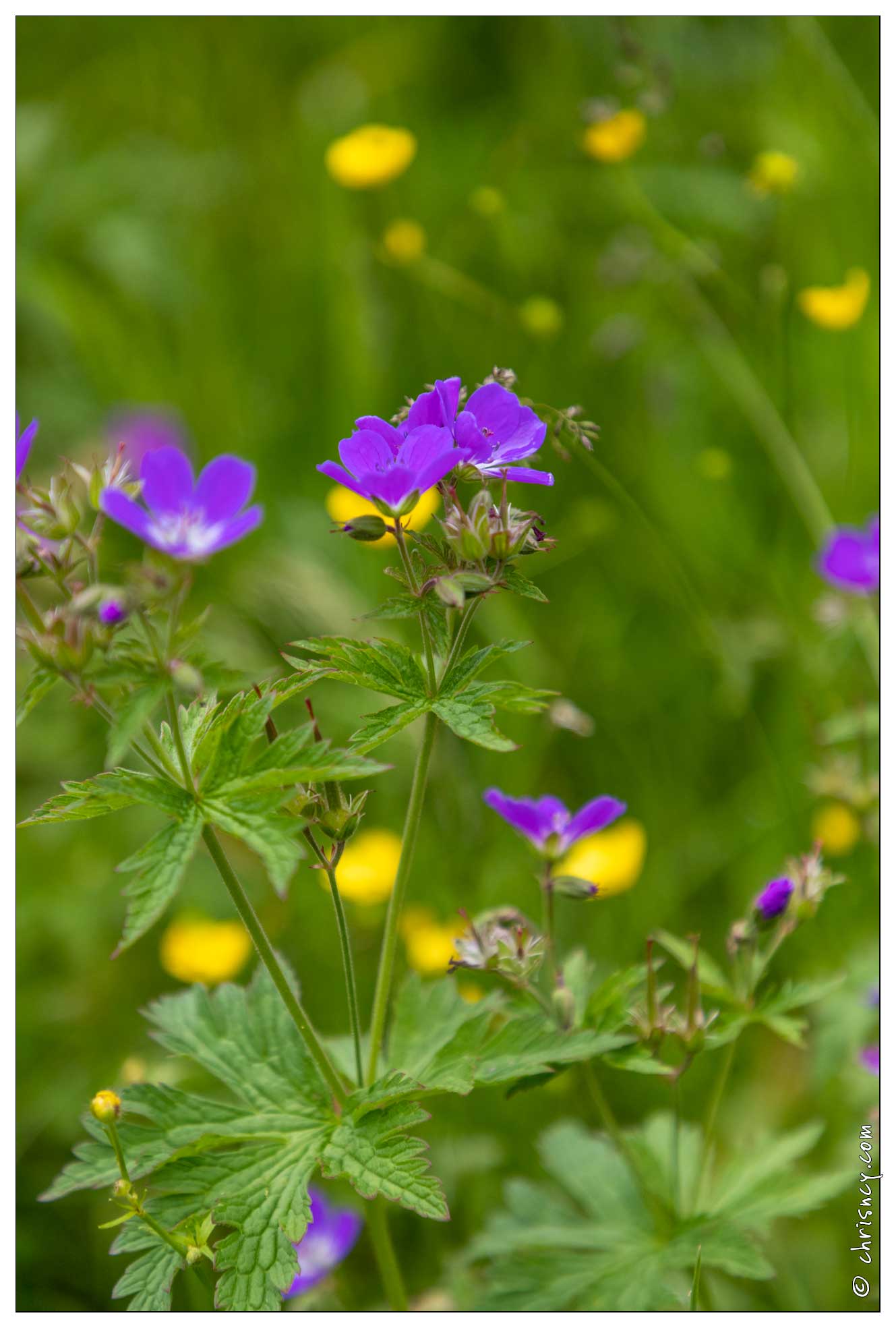 20200615-70_1698-Geranium_des_bois.jpg