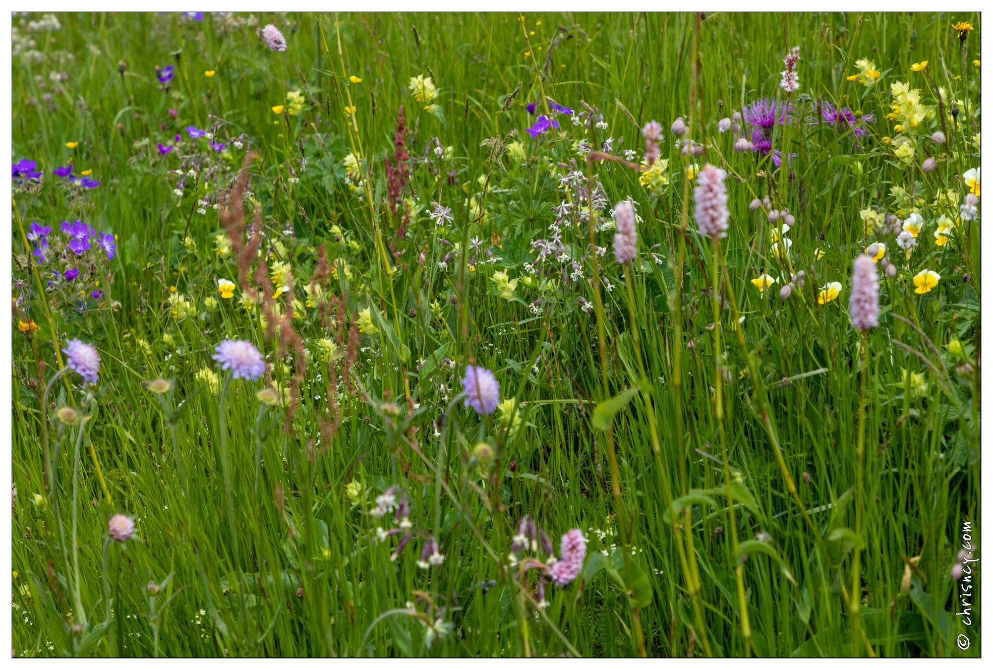 20200616-37_1851-Peisey_Nancroix_Prairie_fleurie_Plantain_etroit.jpg