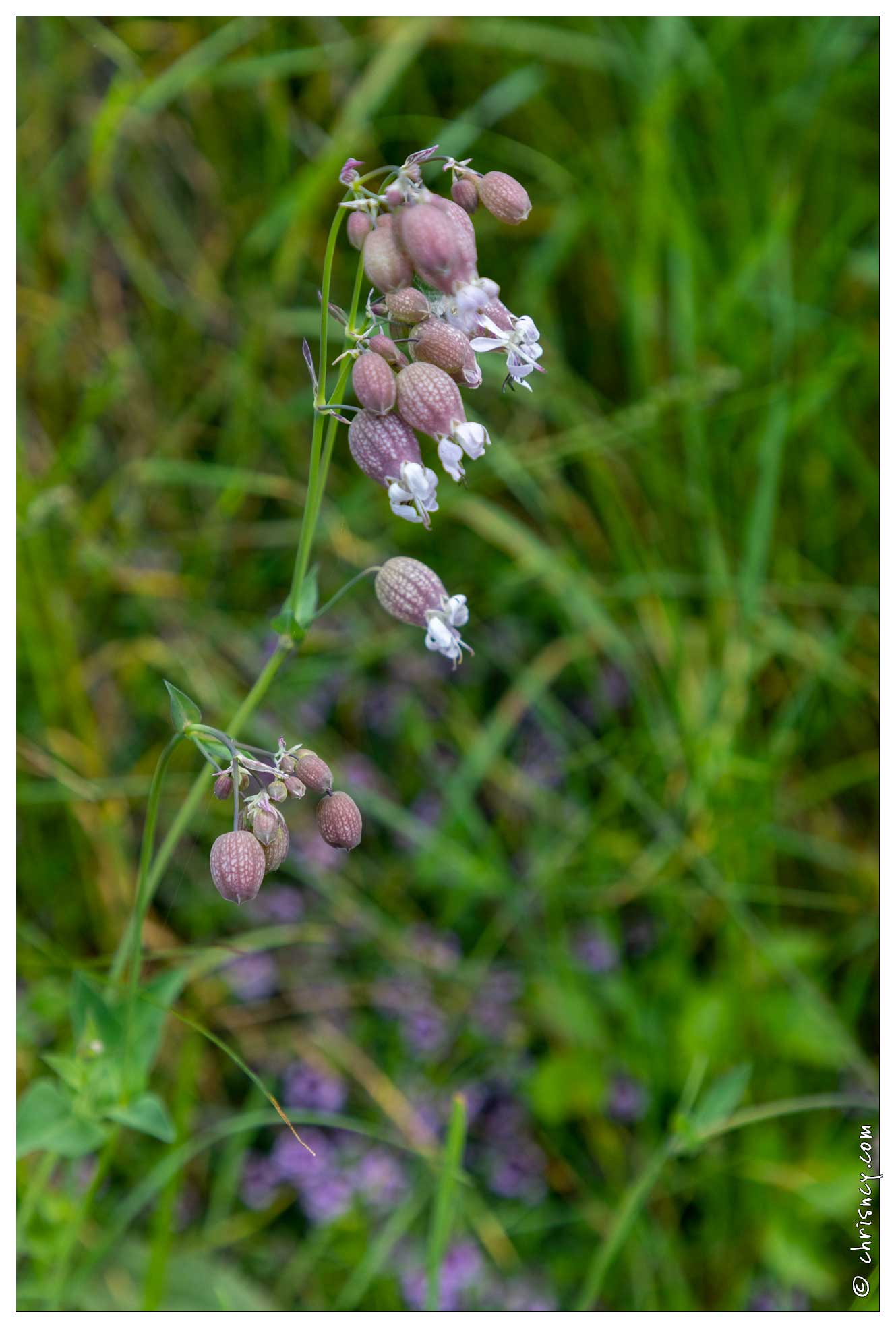 20200616-39_1847-Peisey_Nancroix_Fleur_Silene_enflee.jpg