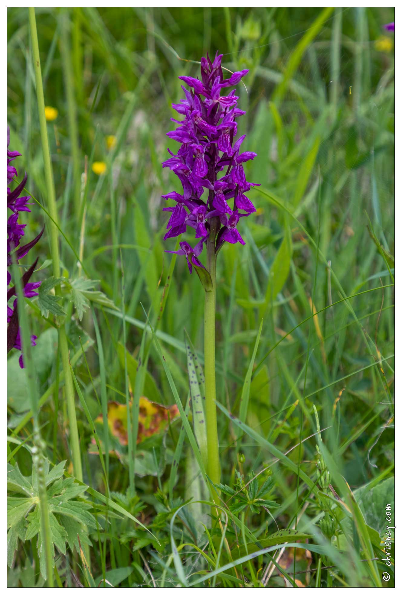 20200616-40 1848-Peisey Nancroix Fleur Orchidee Dactylorhiza a large feuilles - 20200616-40_1848-Peisey_Nancroix_Fleur_Orchidee_Dactylorhiza_a_large_feuilles.jpg 20200616-40_1848-Peisey_Nancroix_Fleur_Orchidee_Dactylorhiza_a_large_feuilles.jpg