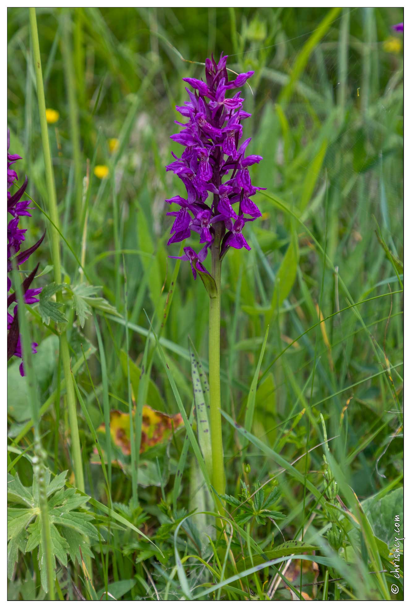 20200616-40_1848-Peisey_Nancroix_Fleur_Orchidee_Dactylorhiza_a_large_feuilles.jpg