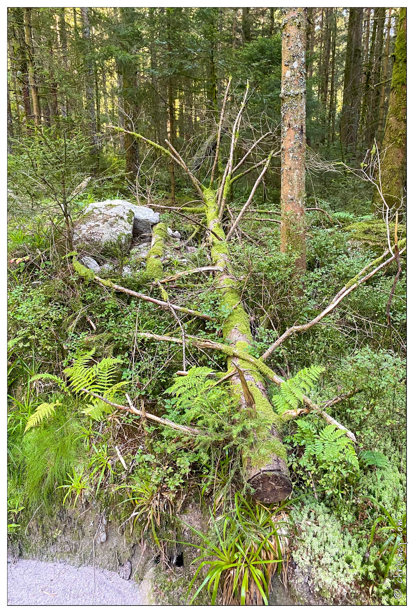 20200908-3138-Haut_du_Tot_Foret.jpg