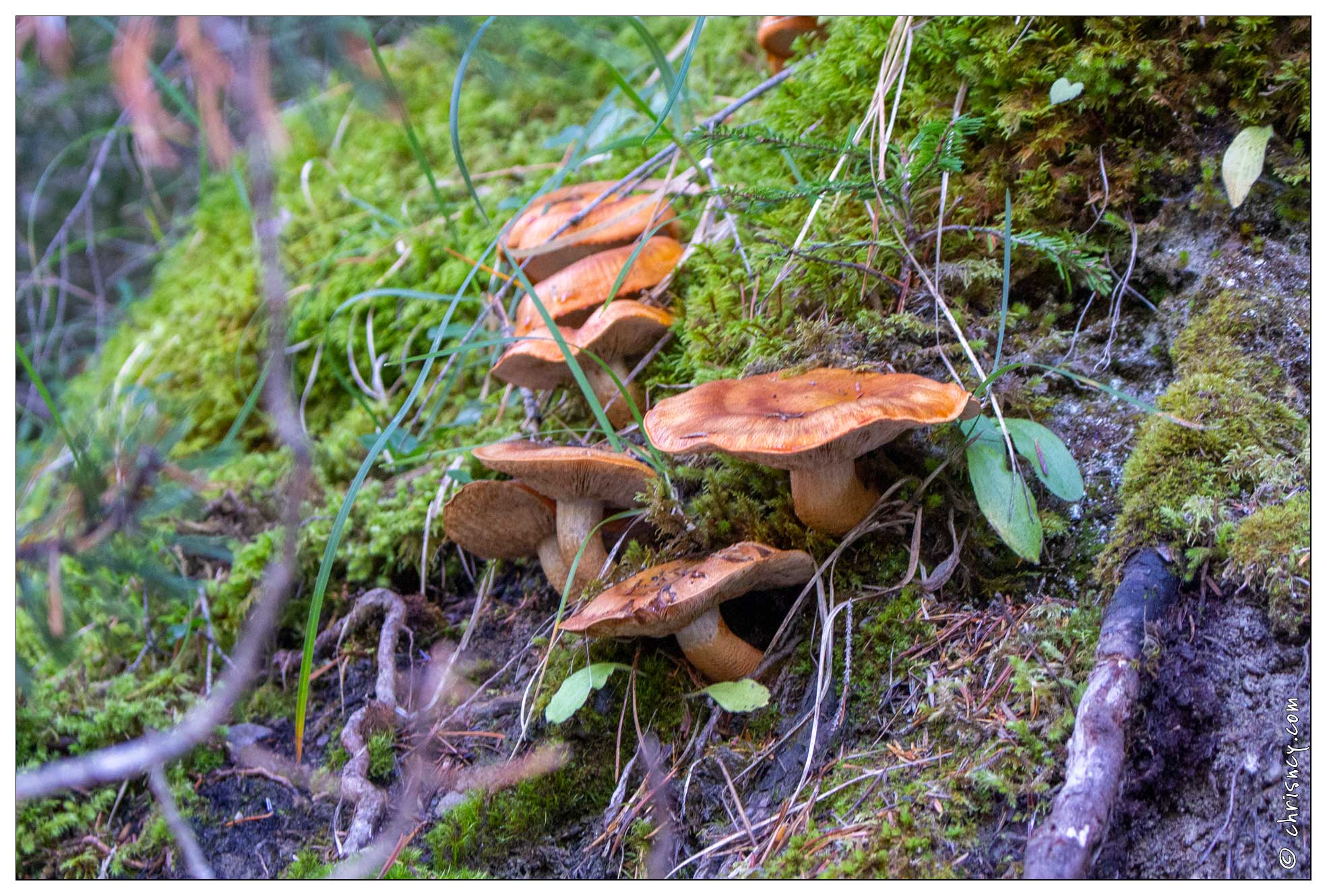 20201013-20_0226-Champignons.jpg