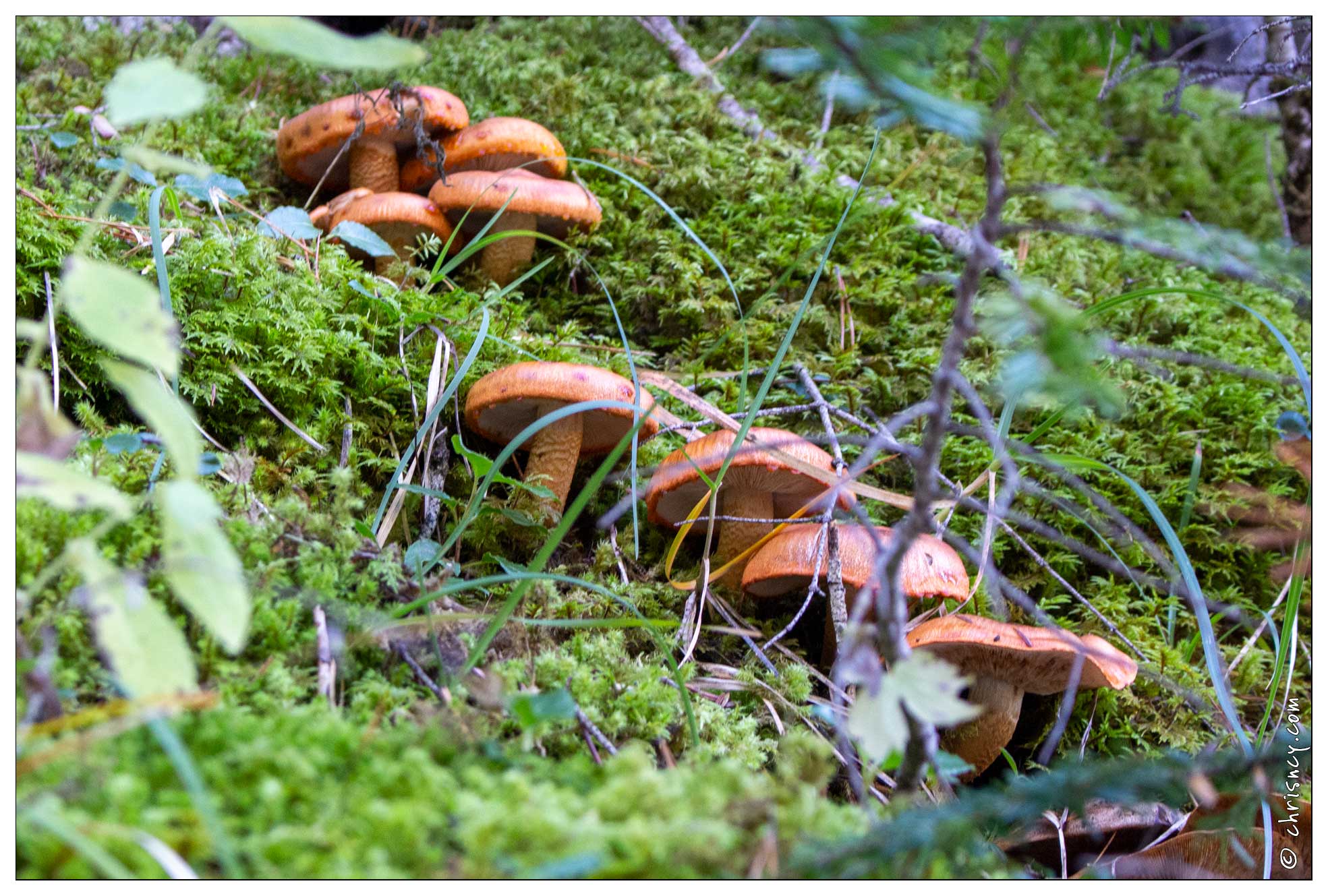 20201013-21_0227-Champignons.jpg