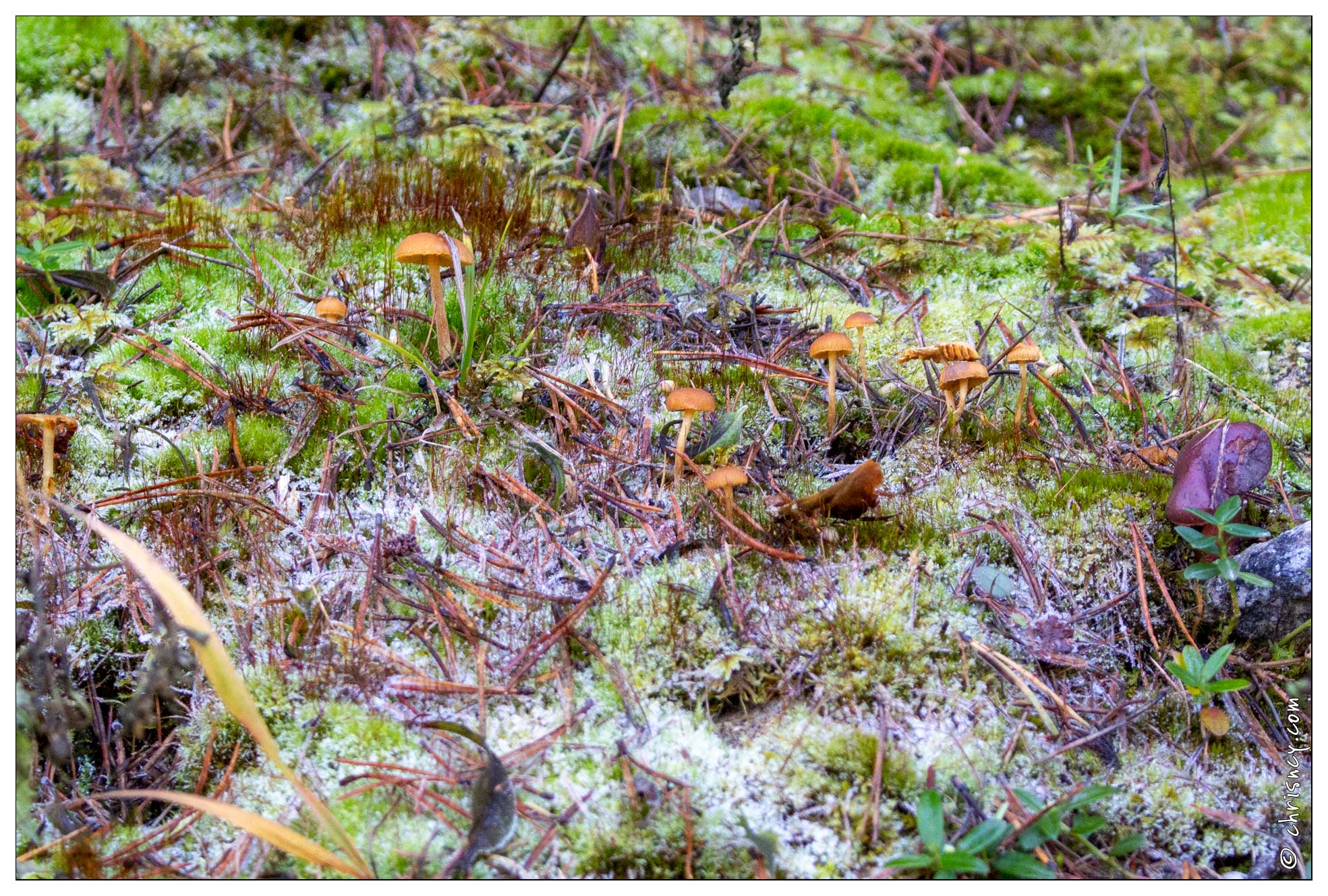 20201013-22_0230-Champignons.jpg