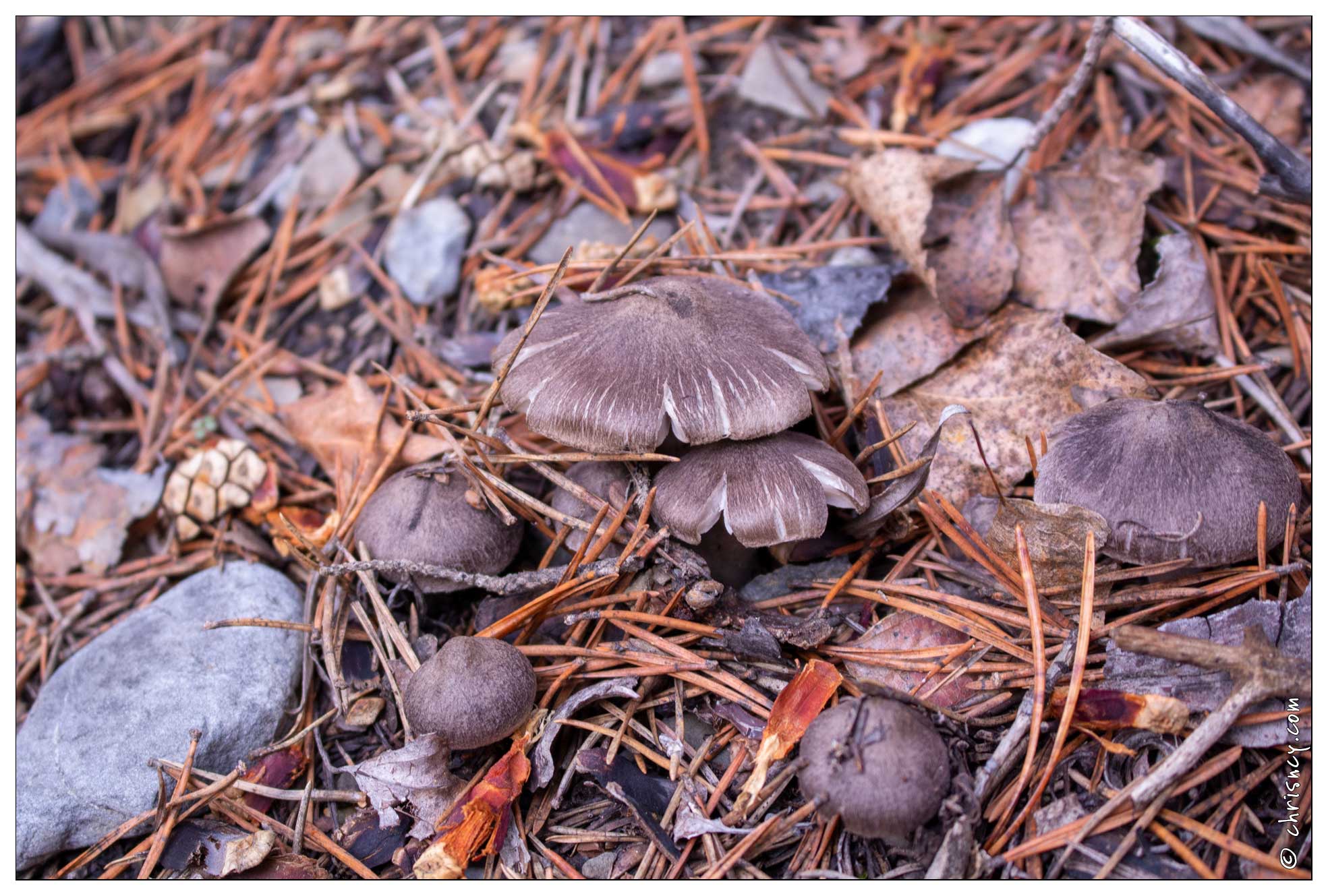 20201016-0326-Champignons_petits_gris.jpg