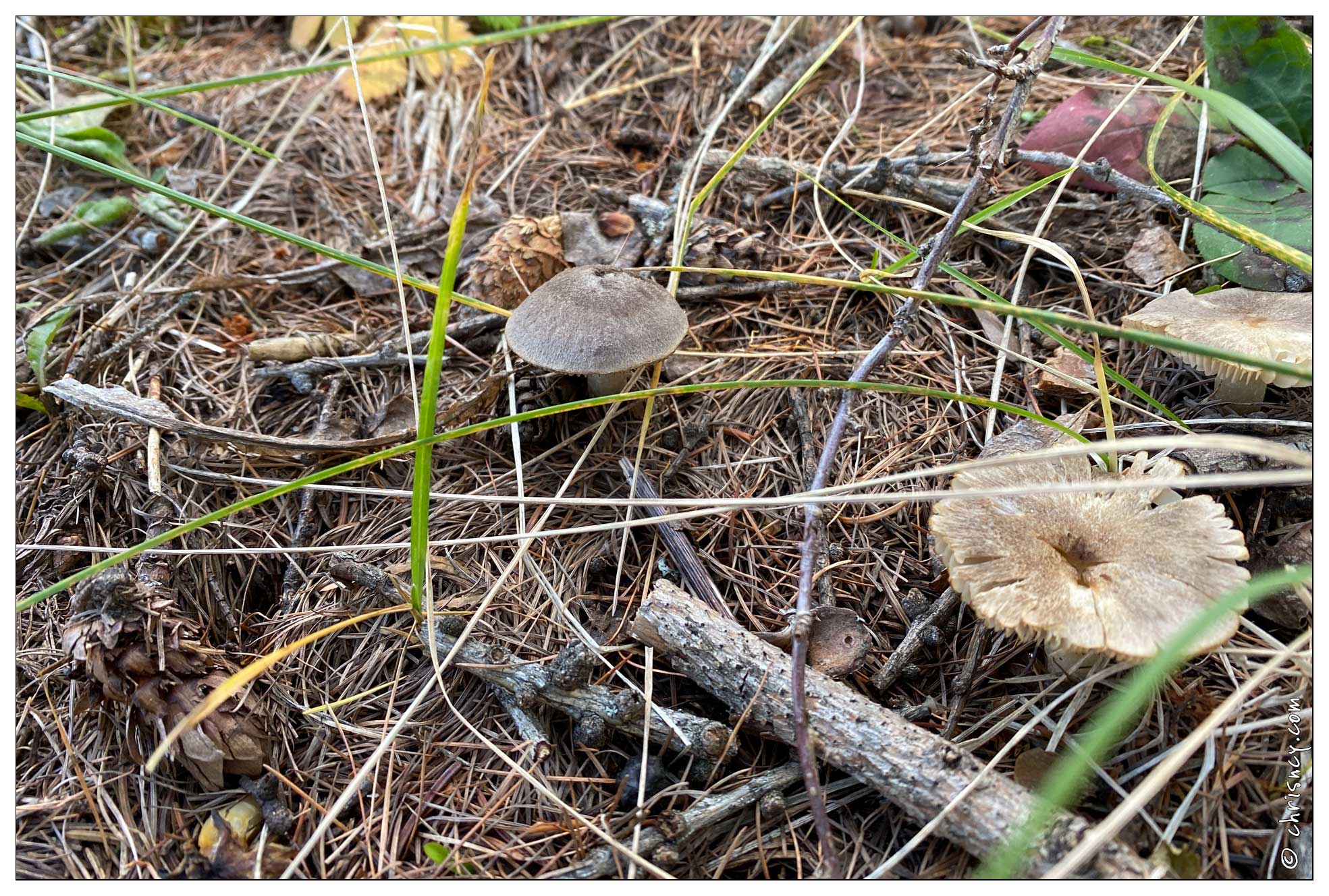 20201011-3684-Vars_Champignons.jpg