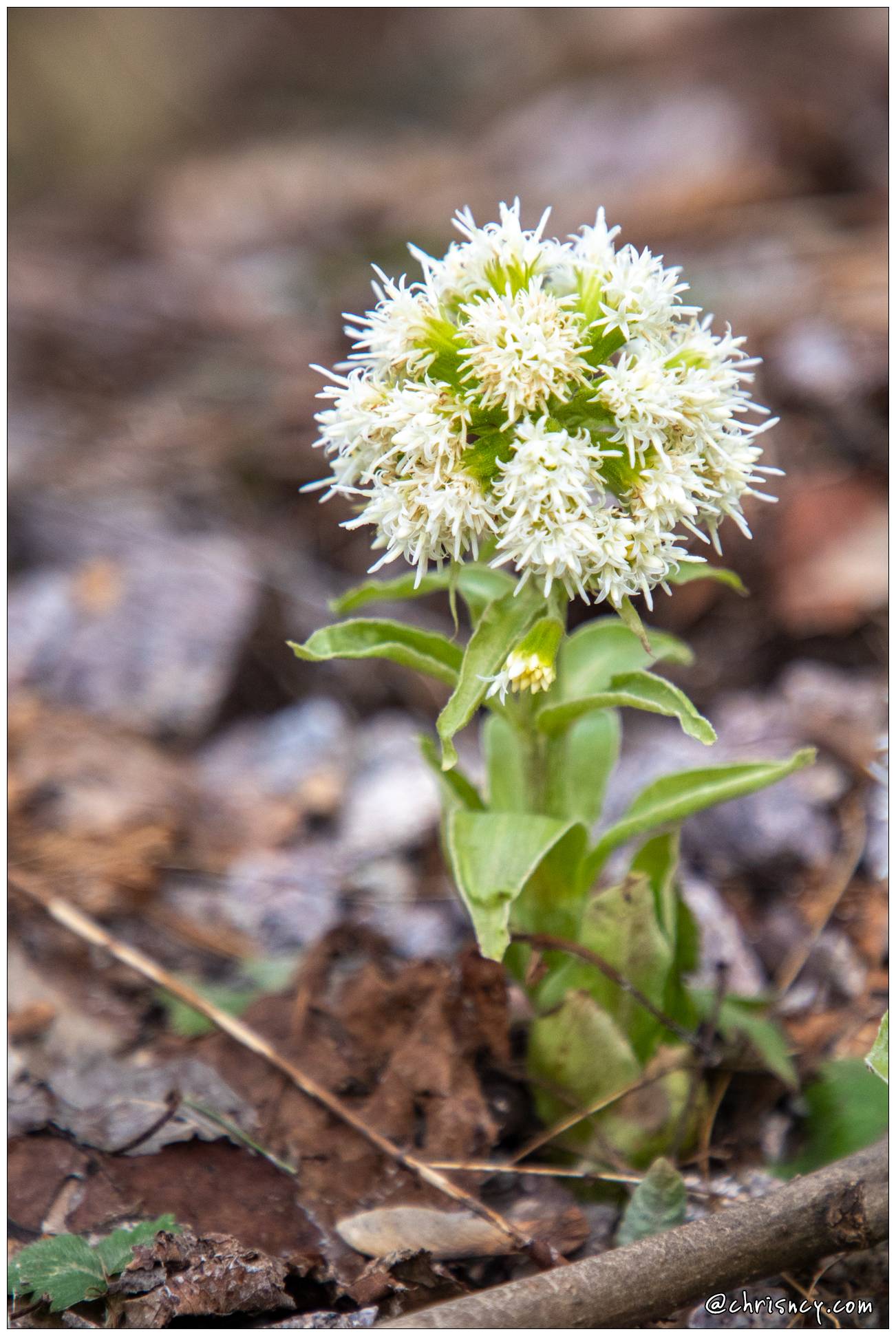 20210303-5893-Petasite_blanc_La_Bresse_.jpg