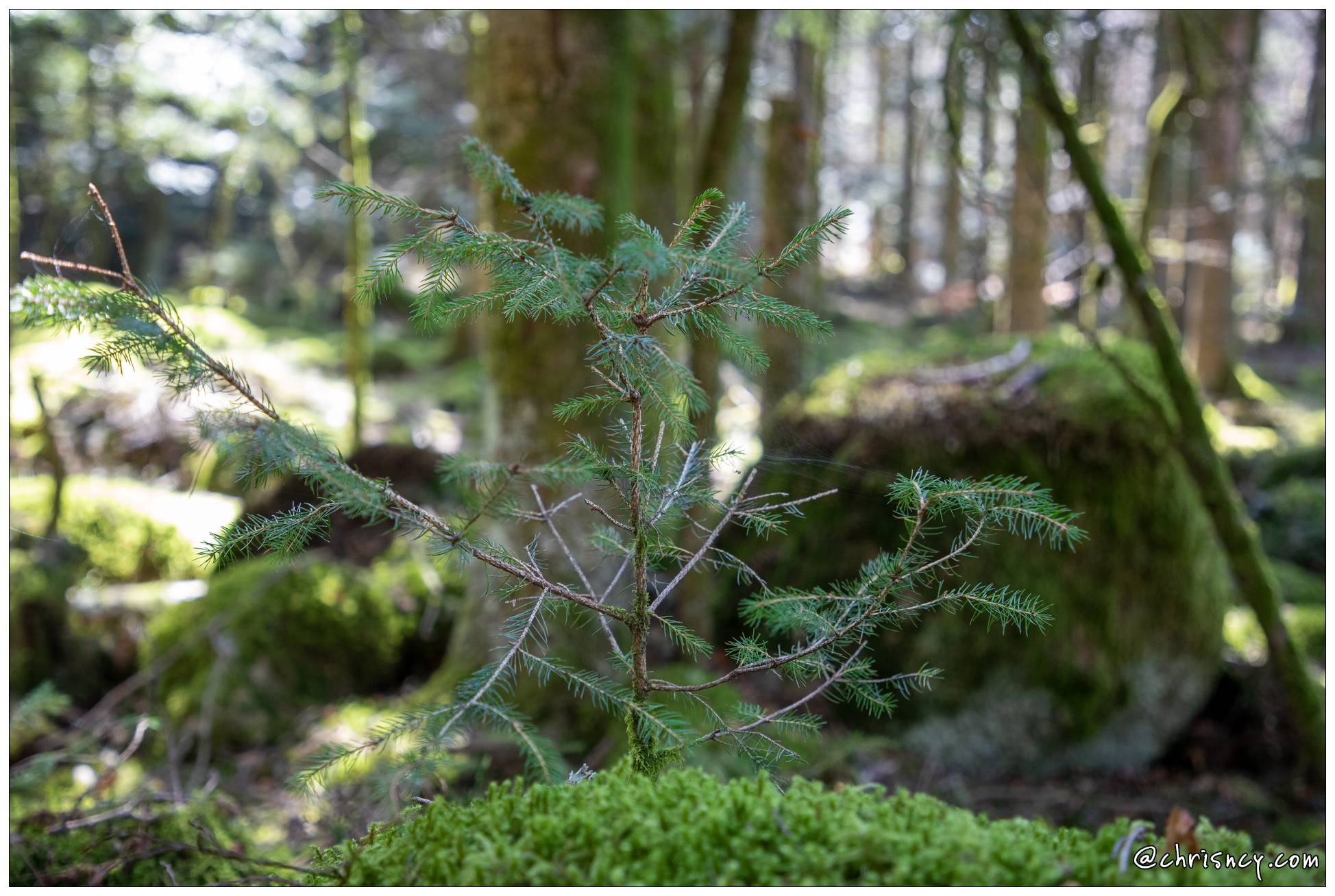 20210331-6010-Liezey la foret - 20210331-6010-Liezey_la_foret_.jpg 20210331-6010-Liezey_la_foret_.jpg