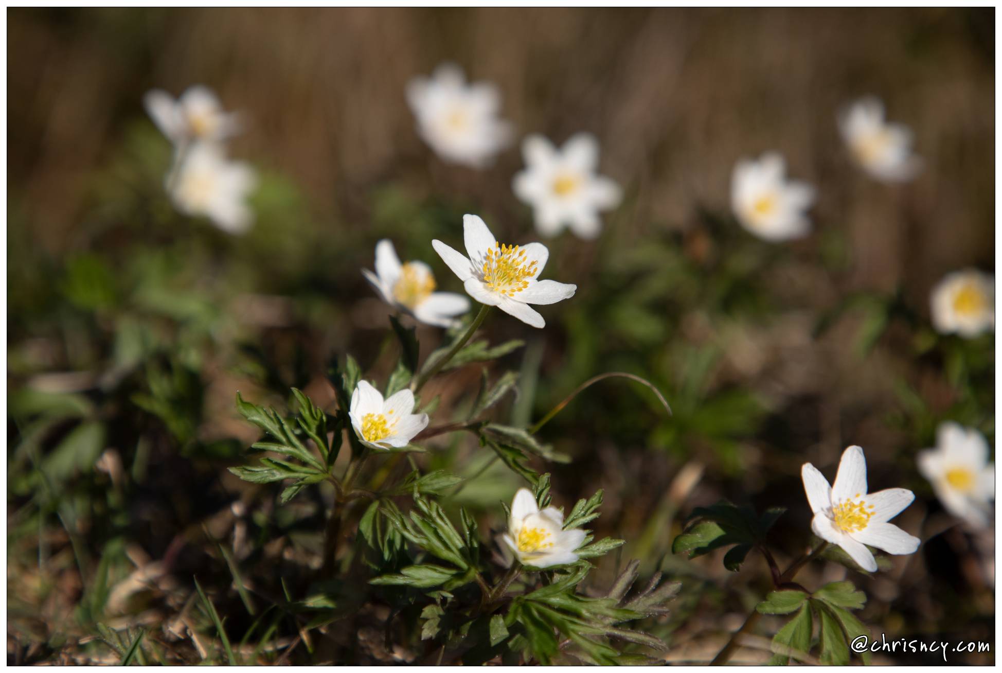 20210330-5927-La_Bresse_anemones_.jpg