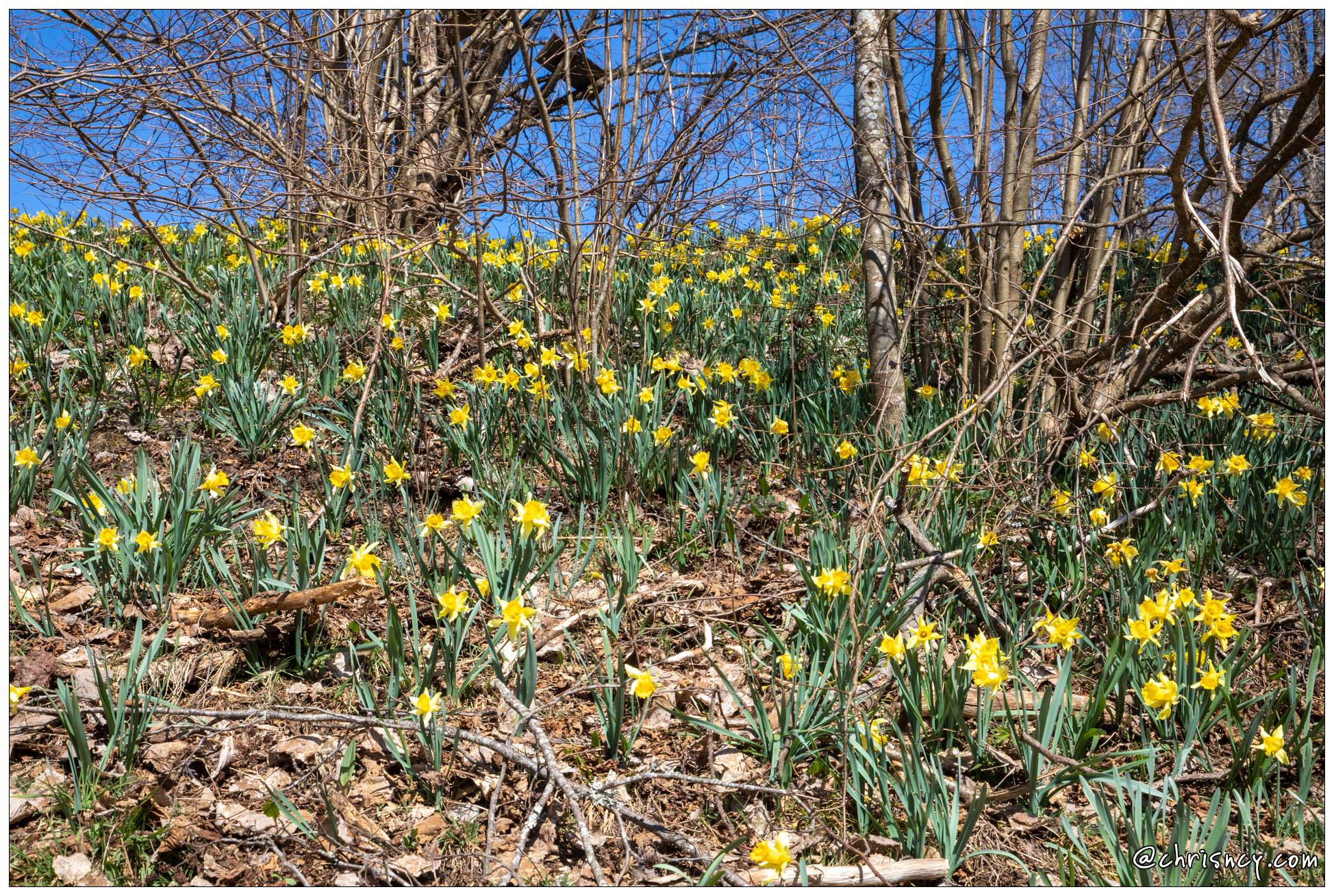 20210331-5939-Les Bas Rupt jonquilles - 20210331-5939-Les_Bas_Rupt_jonquilles_.jpg 20210331-5939-Les_Bas_Rupt_jonquilles_.jpg