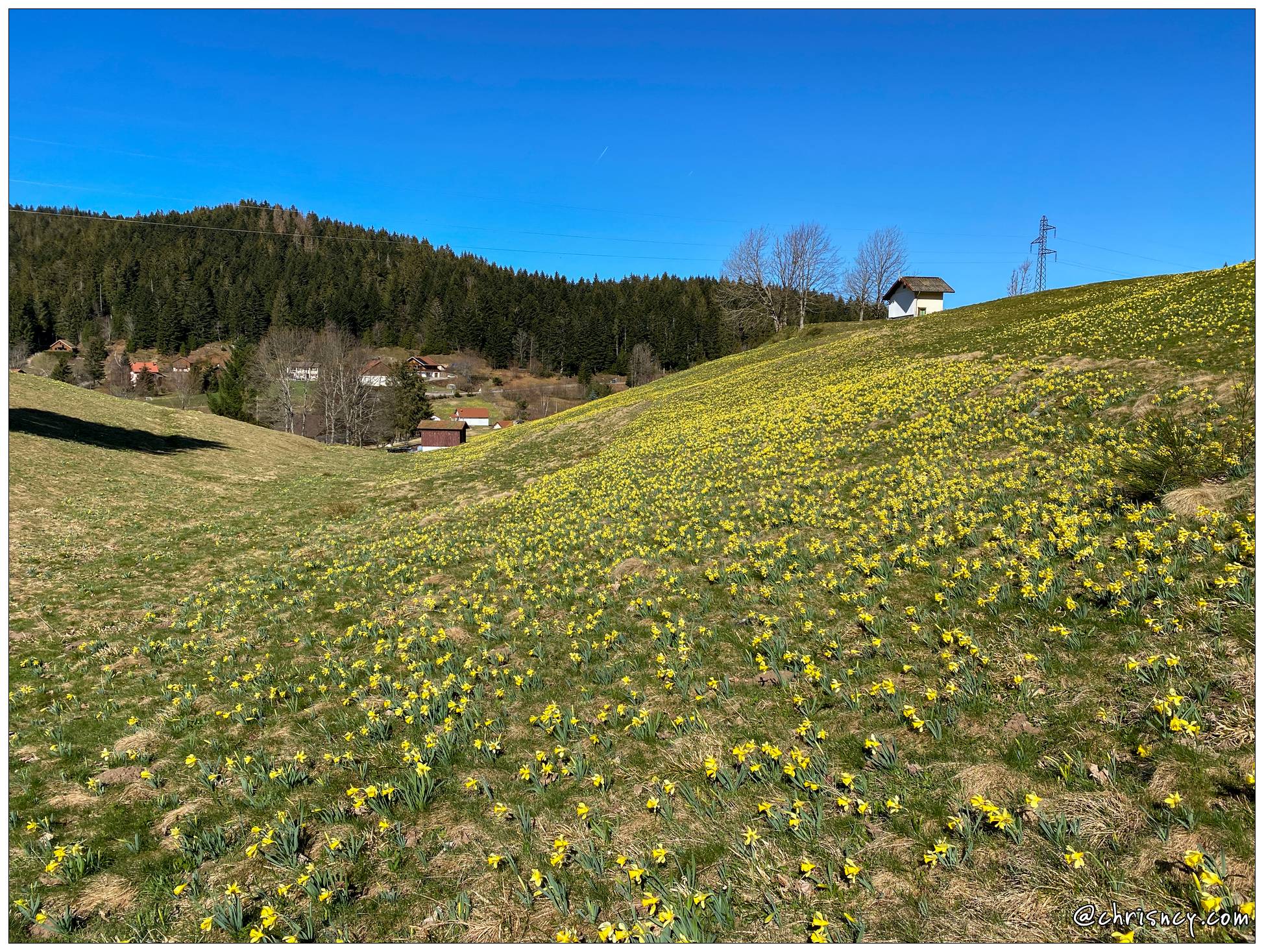 20210404-5355-Les Bas Rupts Jonquilles - 20210404-5355-Les_Bas_Rupts_Jonquilles_.jpg 20210404-5355-Les_Bas_Rupts_Jonquilles_.jpg