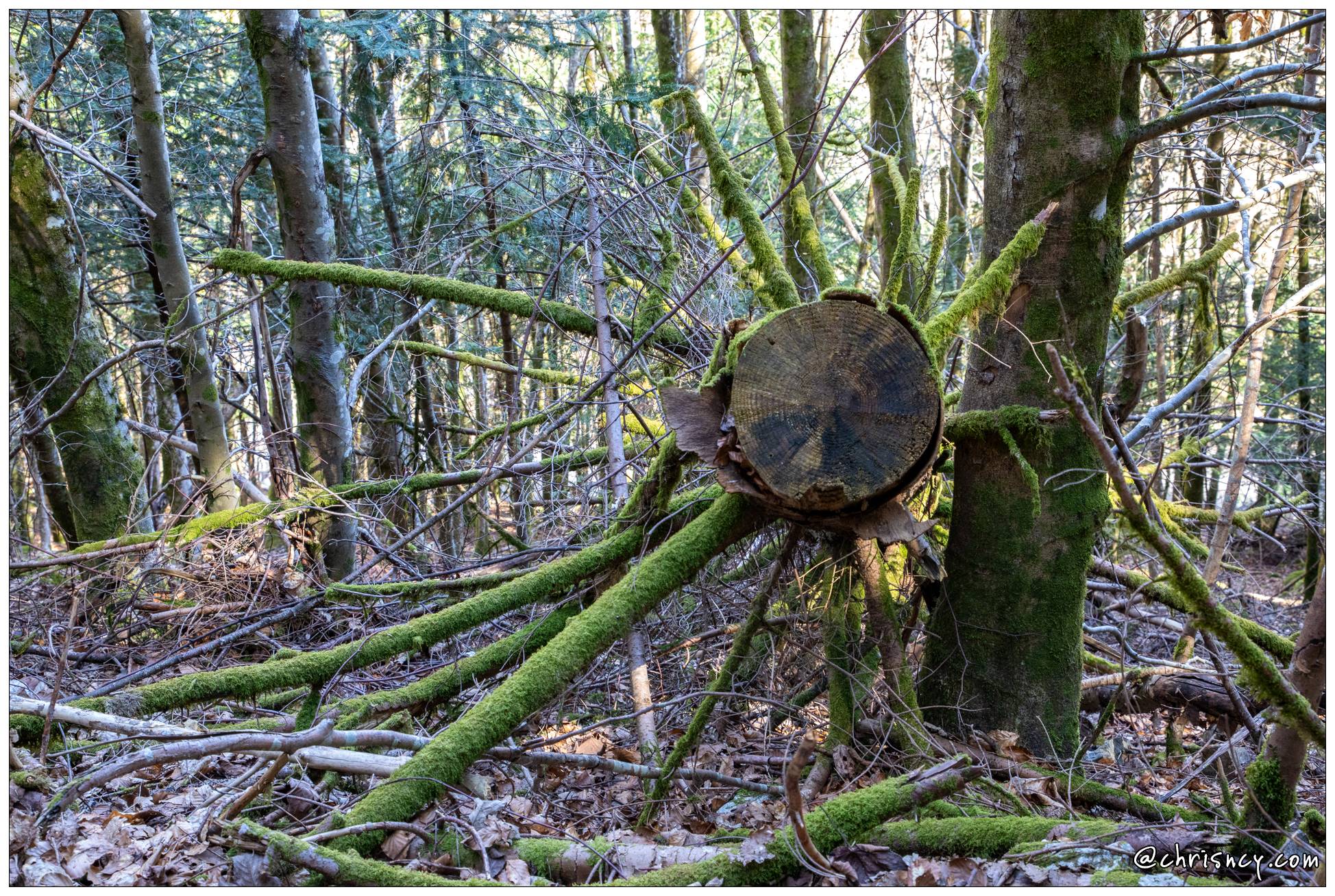 20210404-6095-Arbre Wildenstein - 20210404-6095-Arbre_Wildenstein_.jpg 20210404-6095-Arbre_Wildenstein_.jpg