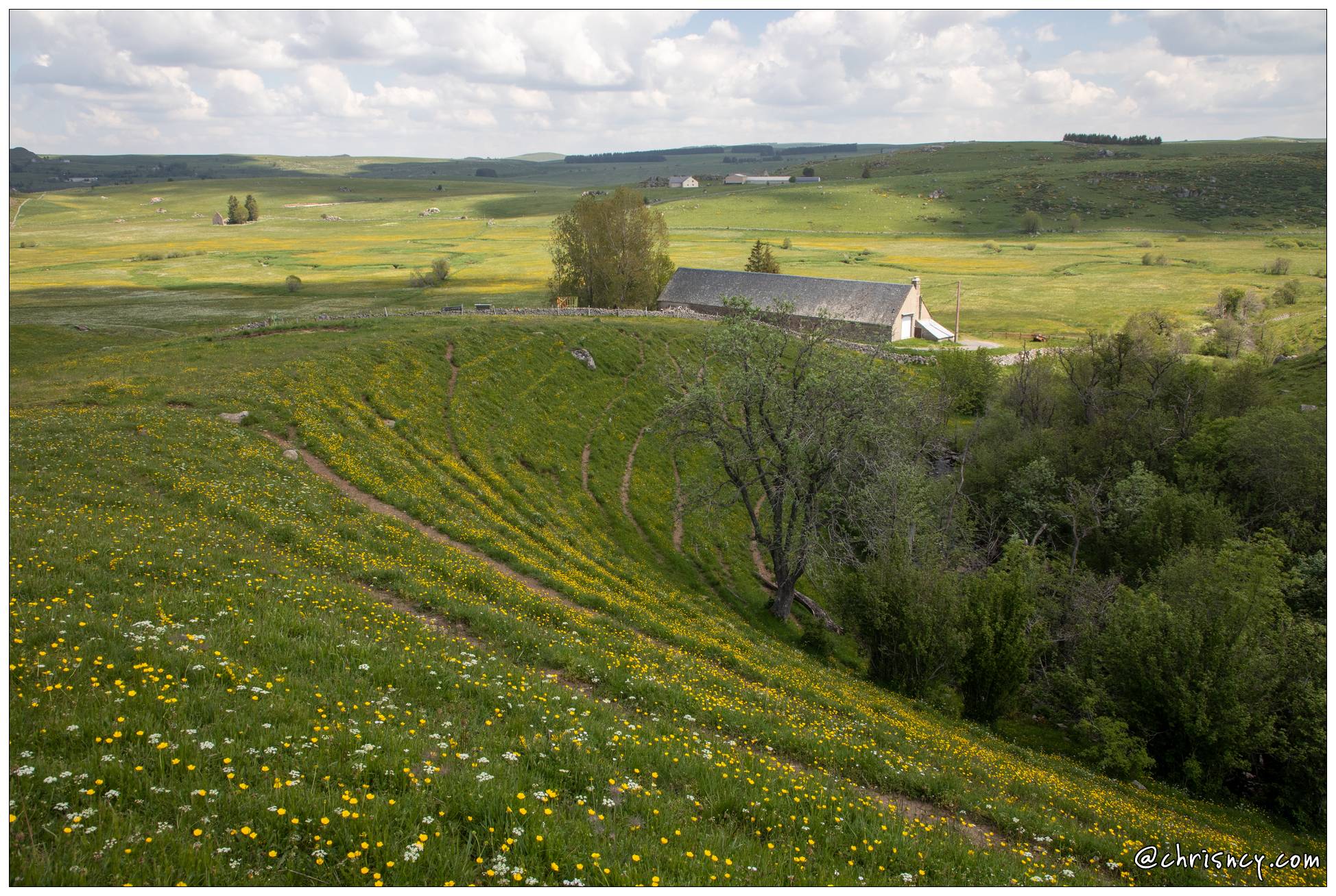 20210610-09_7263-Aubrac_a_la_Cascade_du_Deroc_.jpg