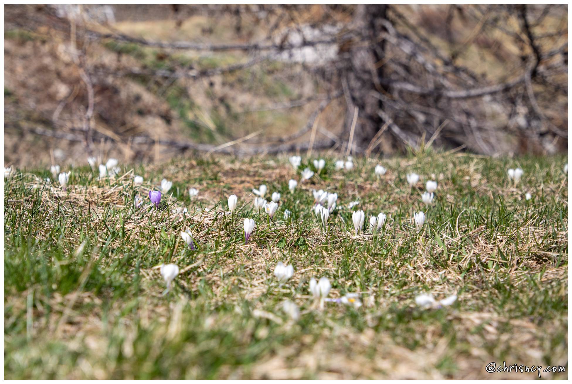 20220430-25_1215-Col_de_Vars_Crocus.jpg