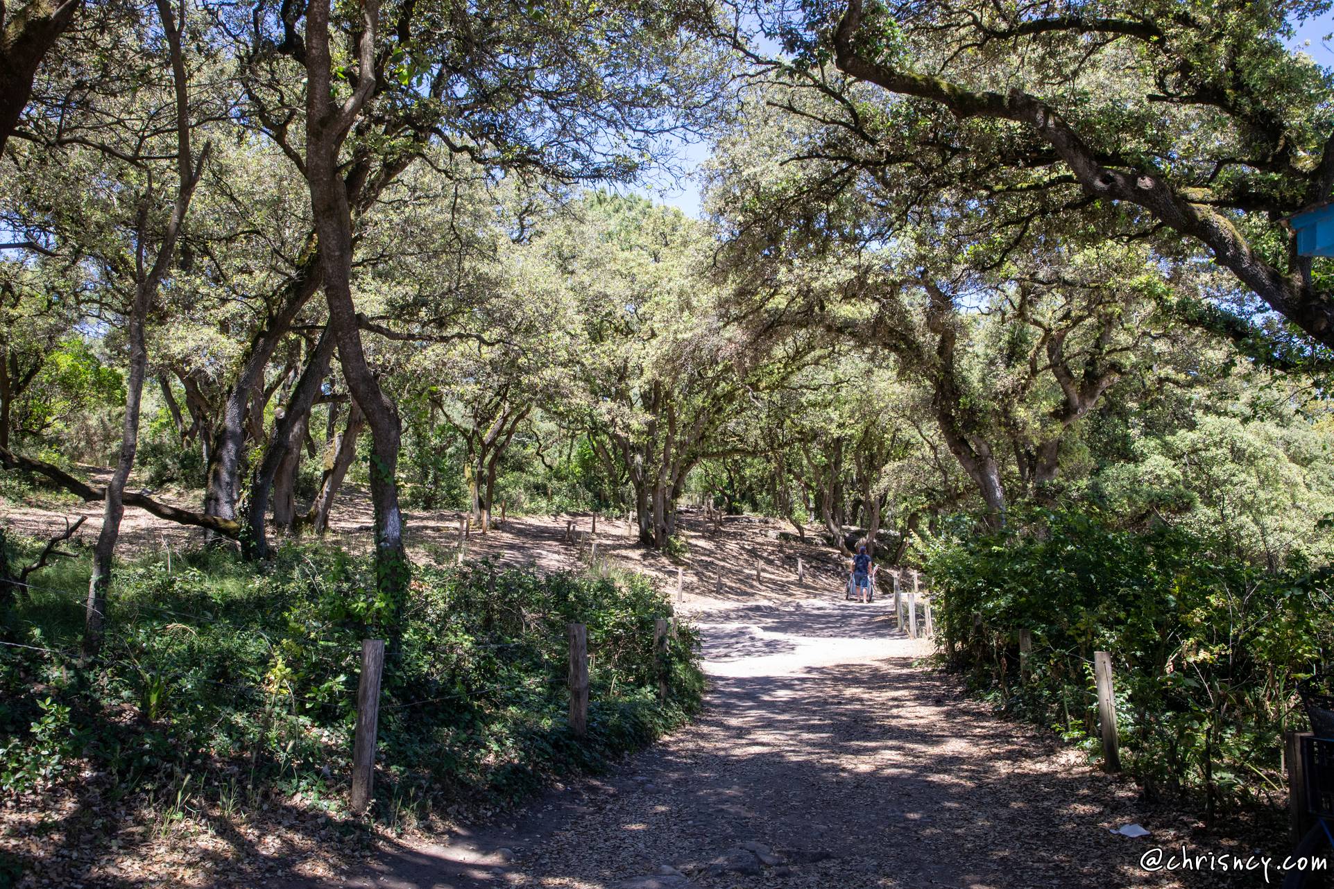 20220531-21_2702-Noirmoutier_en_l_ile_Bois_de_la_Chaize.jpg